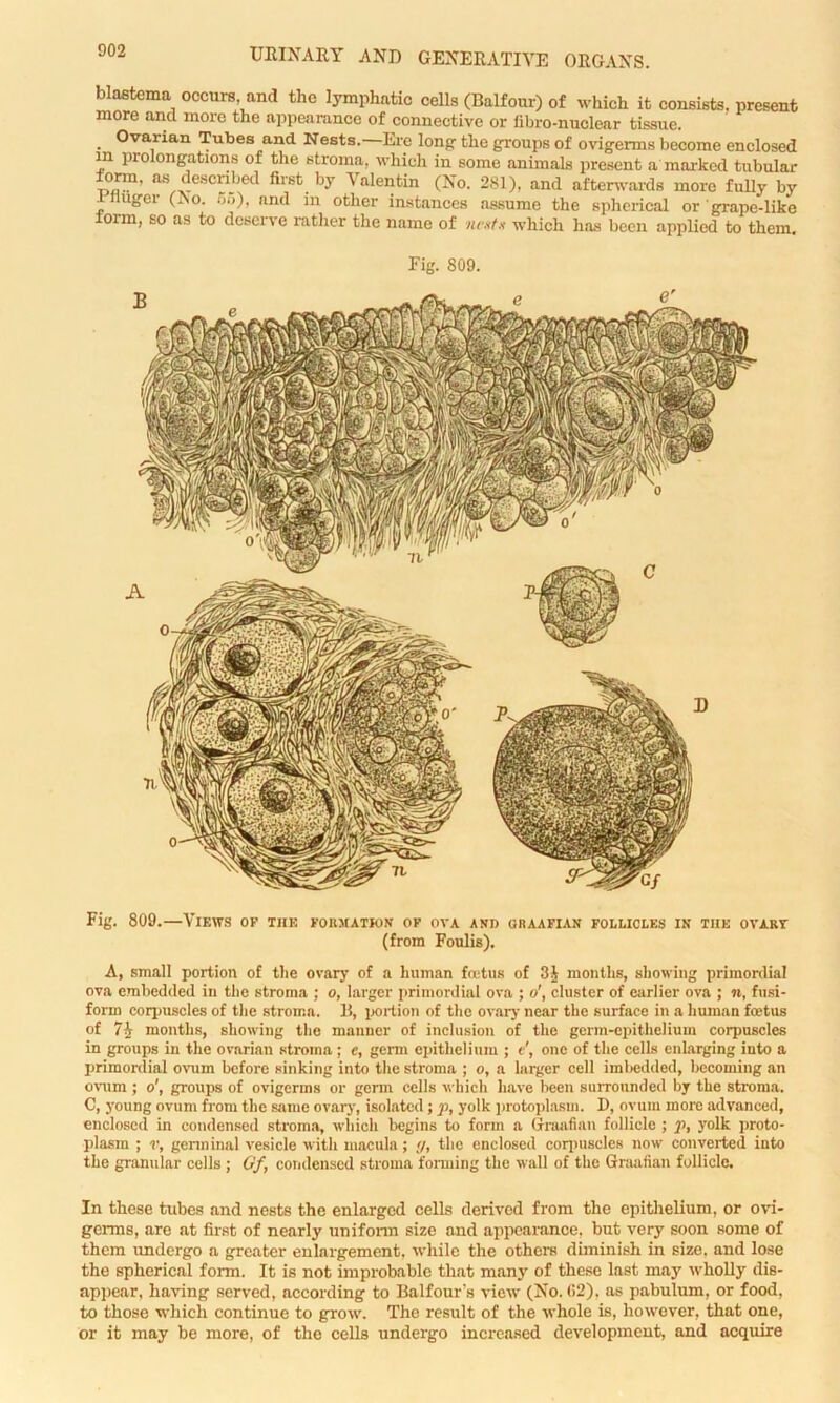 blastema occurs and the lymphatic cells (Balfour) of which it consists, present more and more the appearance of connective or fibro-nuclear tissue. . Ovarian Tubes and Nests. Ere long- the groups of ovigerms become enclosed m prolongations of the stroma, which in some animals present a marked tubular form, as described first by Valentin (No. 281), and afterwards more fully by i Huger (.No. 5o), and in other instances assume the spherical or grape-like iorm, so as to deserve rather the name of nentx which has been applied to them. Fig. 809. Fig. 809.—Views op the formation- of ova and graafian follicles in the ovart (from Foulis). A, small portion of the ovary of a human foetus of 31 months, showing primordial ova embedded in the stroma ; o, larger primordial ova ; o', cluster of earlier ova ; n, fusi- form corpuscles of the stroma. B, portion of the ovary near the surface in a human foetus of 71 months, showing the manner of inclusion of the germ-epithelium corpuscles in groups in the ovarian stroma ; e, germ epithelium ; c', one of the cells enlarging into a primordial ovum before sinking into the stroma ; o, a larger cell imbedded. Incoming an ovum ; o', groups of ovigerms or germ cells which have been surrounded by the stroma. C, young ovum from the same ovary, isolated ; p, yolk protoplasm. D, ovum more advanced, enclosed in condensed stroma, which begins to form a Graafian follicle ; p, yolk proto- plasm ; v, germinal vesicle with macula; </, the enclosed corpuscles now converted into the granular cells ; Of, condensed stroma forming the wall of the Graafian follicle. In these tubes and nests the enlarged cells derived from the epithelium, or ovi- germs, are at first of nearly uniform size and appearance, but very soon some of them imdergo a greater enlargement, while the others diminish in size, and lose the spherical form. It is not improbable that many of these last may wholly dis- appear, having served, according to Balfour’s view (No. (12), as pabulum, or food, to those which continue to grow. The result of the whole is, however, that one, or it may be more, of the cells undergo increased development, and acquire