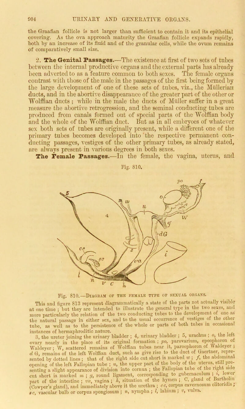 the Graafian follicle is not larger than sufficient to contain it and its epithelial covering. As the ova approach maturity the Graafian follicle expands rapidly, both by an increase of its fluid and of the granular cells, while the ovum remains of comparatively small size. 2. The Genital Passages.—The existence at first of two sets of tubes between the internal productive organs and the external parts has already been adverted to as a feature common to both sexes. The female organs contrast with those of the male in the passages of the first being formed by the large development of one of these sets of tubes, viz., the Mullerian ducts, and in the abortive disappearance of the greater part of the other or Wolffian ducts ; while in the male the ducts of Miiller suffer in a great measure the abortive retrogression, and the seminal conducting tubes are produced from canals formed out of special parts of the Wolffian body and the whole of the Wolffian duct. But as iu all embryoes of whatever sex both sets of tubes are originally present, while a different one of the primary tubes becomes developed into'the respective permanent con- ducting passages, vestiges of the other primary tubes, as already stated, are always present in various degrees in both sexes. The Female Passages.—In the female, the vagina, uterus, and Fig. 810. Fig. 810.—Diagram op the female type of sexual organs. This and figure 813 represent diagrainmatically a state of the parts not actually visible at one time ; 'but they are intended to illustrate the general type in the two sexes, and more particularly the relation of the two conducting tubes to the development of one as the natural passage in either sex, and to the usual occurrence of vestiges of the other tube, as well as to the persistence of the whole or parts of both tubes in occasional instances of hermaphroditic nature. , . u 3, the ureter joining the urinary bladder ; 4, urinary bladder ; 5, urachus ; o, the lett ovary nearly in the place of its original formation ; po, parovarium, epoophoron or Wnldeyer; W, scattered remains of Wolffian tubes near it, paroophoron of Waldeyer ; d G, remains of the left Wolffian duct, such as give rise to the duct of Gaertner, repre- sented by dotted lines ; that of the right side cut short is marked v:; /, the abdominal opening of the left Fallopian tube ; u, the upper part of the body of the uterus, still pre- senting a slight appearance of division into cornua ; the Fallopian tube of the ng 1 su o cut short is marked m ; '/, round ligament, corresponding to gubemaculum ;i, °01 part of the intestine ; va, vagina; h, situation of the hymen ; C, gland of Bartholin (Cowper’s gland), and immediately above it the urethra ; cc, corpus envernosum clitom is , sc, vascular bulb or corpus spongiosum ; n, nymplia ; l, labium ; v, vulva.