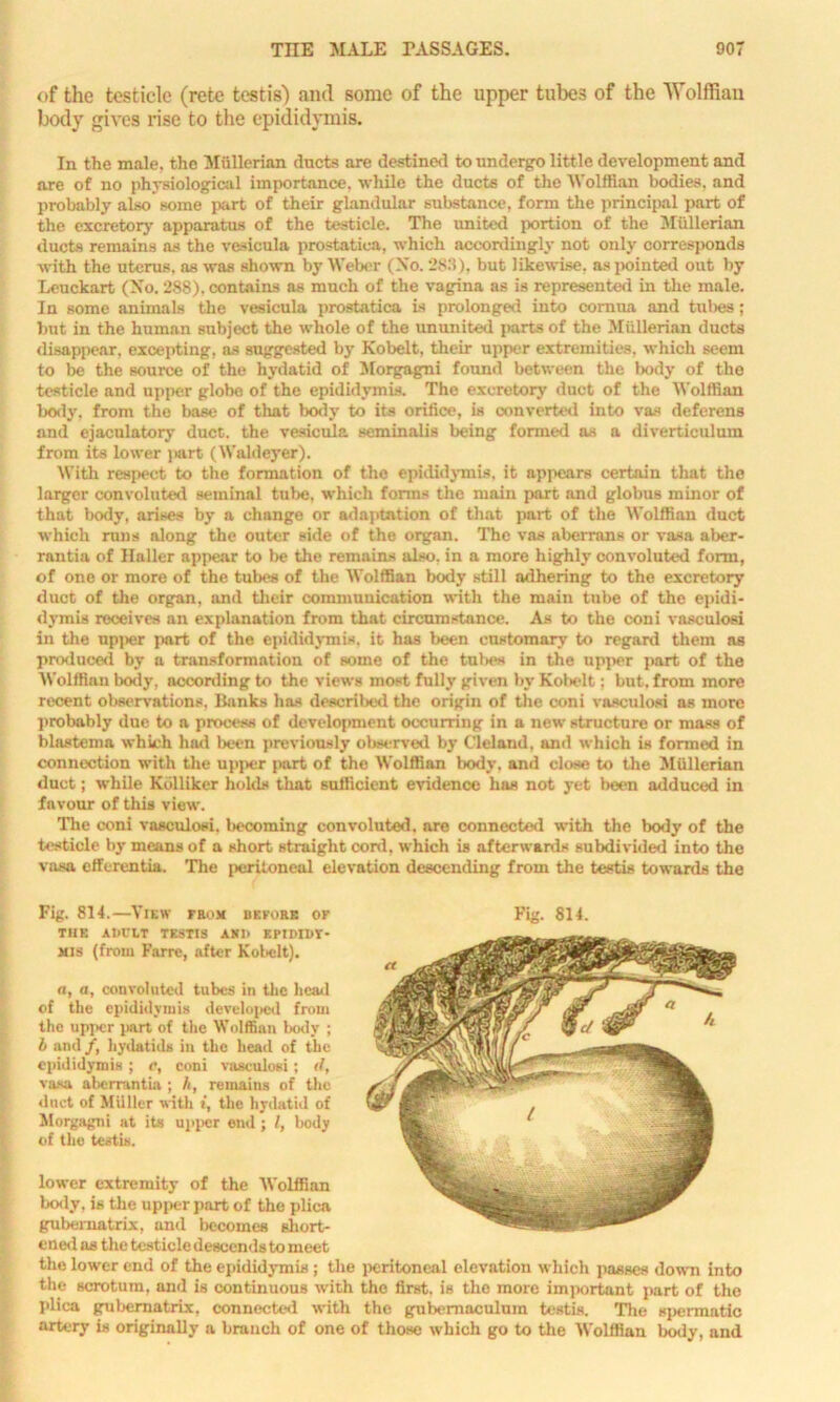 of the testicle (retc testis) and some of the upper tubes of the Wolffian body gives rise to the epididymis. In the male, the Mullerian ducts are destined to undergo little development and are of no physiological importance, while the ducts of the Wolffian bodies, and probably also some part of their glandular substance, form the principal part of the excretory apparatus of the testicle. The united portion of the Mullerian ducts remains as the vesicula prostatica, which accordingly not only corresponds with the uterus, as was shown by Weber (Xo. 283), but likewise, as pointed out by Leuckart (Xo. 288), contains as much of the vagina as is represented in the male. In some animals the vesicula prostatica is prolonged into cornua and tubes; but in the human subject the whole of the ununited parts of the Mullerian ducts disappear, excepting, as suggested by Kobelt, their upper extremities, which seem to be the source of the hydatid of Morgagni found between the body of the testicle and upper globe of the epididymis. The excretory duct of the Wolffian body, from the base of that body to its orifice, is converted into vas deferens and ejaculatory duct, the vesicula seminalis being formed as a diverticulum from its lower part (Waldeyer). With respect to the formation of the epididymis, it appears certain that the larger convoluted seminal tube, which forms the main part and globus minor of that body, arises by a change or adaptation of that part of the Wolffian duct which runs along the outer side of the organ. The vas aberrans or vasa aber- rantia of Haller appear to be the remains also, in a more highly convoluted form, of one or more of the tubes of the Wolffian body still adhering to the excretory duct of the organ, and their communication with the main tube of the epidi- dymis receives an explanation from that circumstance. As to the coni vasculosi in the upper part of the epididymis, it has been customary to regard them as produced by a transformation of some of the tubes in the upper part of the Wolffian body, according to the views most fully given by Kobelt; but. from more recent observations. Banks has descrilied the origin of the coni vasculosi as more probably due to a process of development occurring in a new structure or mass of blastema which had been previously oliscrved by Cleland, and which is formed in connection with the upper part of the Wolffian body, and close to the Mullerian duct; while Kblliker holds that sufficient evidence has not yet been adduced in favour of this view. The coni vasculosi. l>ecoming convoluted, are connected with the body of the testicle by means of a short straight cord, which is afterwards subdivided into the vasa elferentia. The peritoneal elevation descending from the testis towards the Fig. 814.—View from before of THE AllULT TESTIS ASI> EPIDIBV- mis (from Farre, after Kobelt). a, a, convoluted tubes in the head of the epididymis developed from the upper part of the Wolffian body ; b and /, hydatids in the head of the epididymis ; e, coni vasculosi; </, vasa aberrantia ; h, remains of the duet of Muller with i, the hydatid of Morgagni at its upper end ; /, body of the testis. lower extremity of the Wolifinn body, is the upper part of tho plica gubernatrix, and becomes short- ened as the testicle descends to meet the lower end of the epididymis ; the peritoneal elevation which passes down into the scrotum, and is continuous with the first, is the more important part of the plica gubernatrix, connected with the gubemaculura testis. The spermatic artery is originally a branch of one of those which go to the Wolffian body, and Fig. 814.