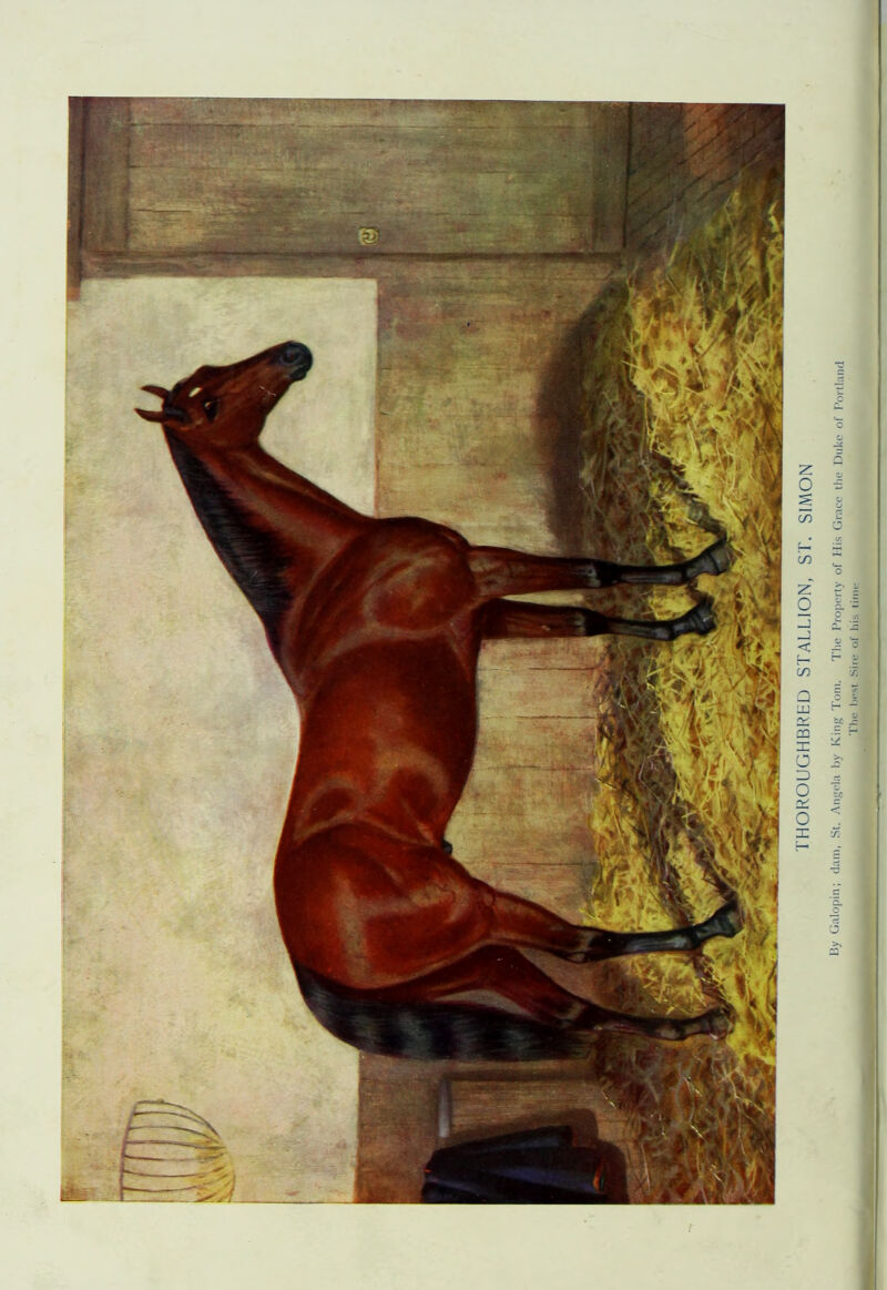 THOROUGHBRED STALLION, ST. SIMON Uy Galopin; dam, St. Angela by King Tom. The Property of Ilis Grace the Duke of Portland The best Sire of his time