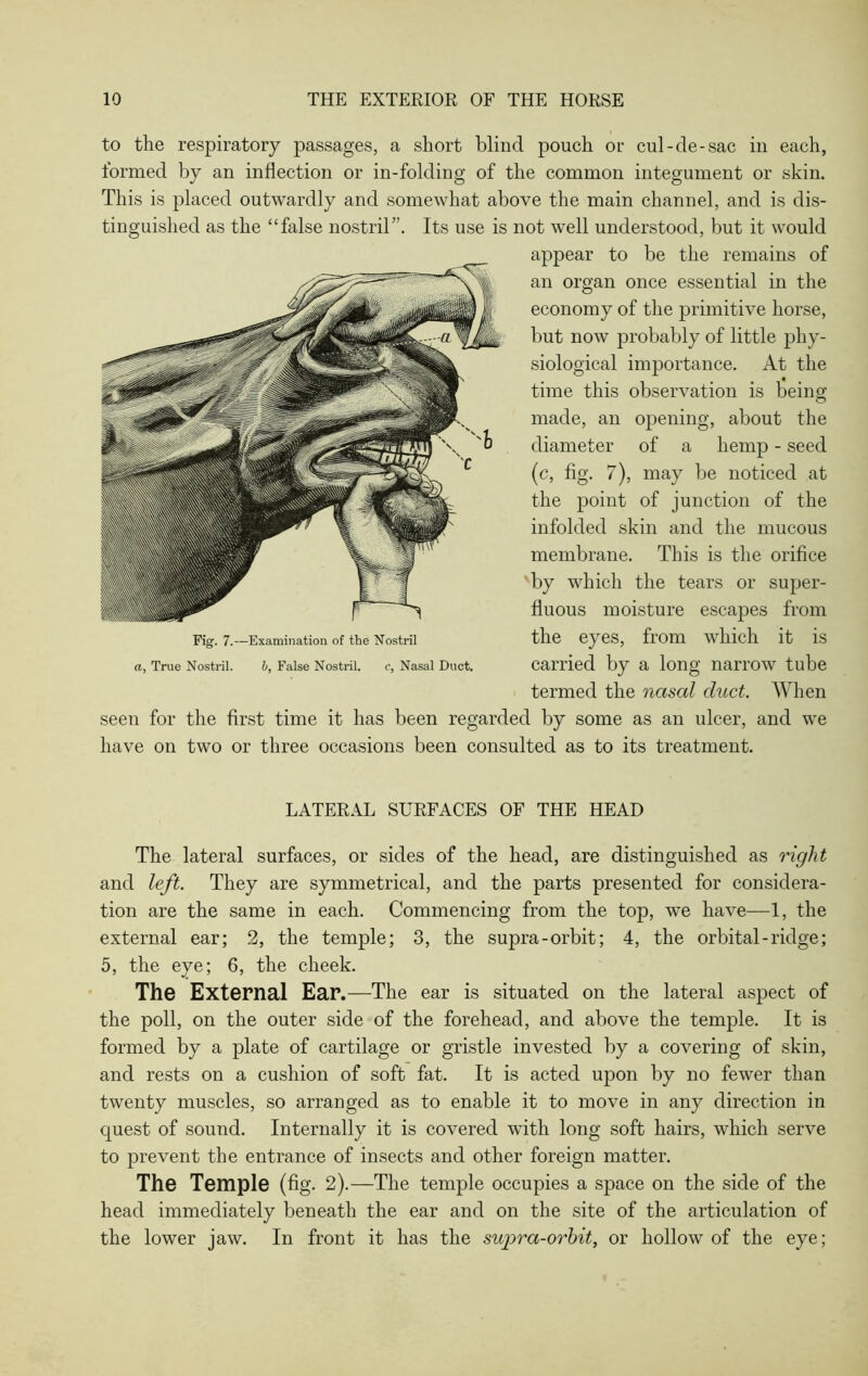 to the respiratory passages, a short blind pouch or cul-de-sac in each, formed by an inflection or in-folding of the common integument or skin. This is placed outwardly and somewhat above the main channel, and is dis- tinguished as the “false nostril”. Its use is not well understood, but it would appear to be the remains of an organ once essential in the economy of the primitive horse, but now probably of little phy- siological importance. At the time this observation is being made, an opening, about the diameter of a hemp - seed (c, fig. 7), may be noticed at the point of junction of the infolded skin and the mucous membrane. This is the orifice 'by which the tears or super- fluous moisture escapes from the eyes, from which it is carried by a long narrow tube termed the nasal duct. When seen for the first time it has been regarded by some as an ulcer, and we have on two or three occasions been consulted as to its treatment. LATERAL SURFACES OF THE HEAD The lateral surfaces, or sides of the head, are distinguished as right and left. They are symmetrical, and the parts presented for considera- tion are the same in each. Commencing from the top, we have—1, the external ear; 2, the temple; 3, the supra-orbit; 4, the orbital-ridge; 5, the eye; 6, the cheek. The External Ear.—The ear is situated on the lateral aspect of the poll, on the outer side of the forehead, and above the temple. It is formed by a plate of cartilage or gristle invested by a covering of skin, and rests on a cushion of soft fat. It is acted upon by no fewer than twenty muscles, so arranged as to enable it to move in any direction in quest of sound. Internally it is covered with long soft hairs, which serve to prevent the entrance of insects and other foreign matter. The Temple (fig. 2).—The temple occupies a space on the side of the head immediately beneath the ear and on the site of the articulation of the lower jaw. In front it has the supra-orbit, or hollow of the eye; Fig. 7.—Examination of the Nostril a, True Nostril. 6, False Nostril. c, Nasal Duct.