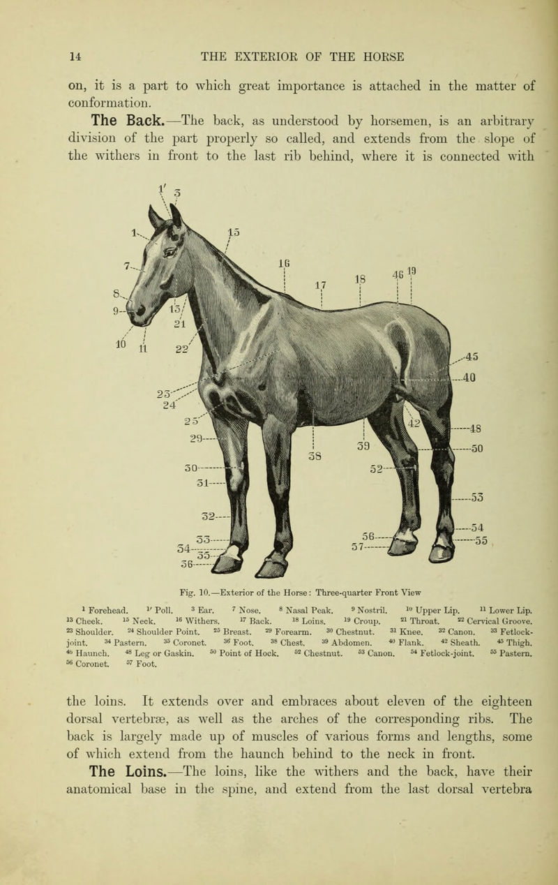 on, it is a part to which great importance is attached in the matter of conformation. The Back.—The back, as understood by horsemen, is an arbitrary division of the part properly so called, and extends from the slope of the withers in front to the last rib behind, where it is connected with Fig. 10.—Exterior of the Horse: Three-quarter Front View 1 Forehead. 11 Poll. 3 Ear. 7 Nose. 8 Nasal Peak. 9 Nostril. 10 Upper Lip. 11 Lower Lip. 13 Cheek. 15 Neck. 16 Withers. 17 Back. 18 Loins. 19 Croup. 21 Throat. 22 Cervical Groove. 23 Shoulder. 24 Shoulder Point. 25 Breast. 29 Forearm. 30 Chestnut. 31 Knee. 32 Canon. 33 Fetlock- joint. 34 Pastern. 35 Coronet. 36 Foot. 38 Chest. 39 Abdomen. 40 Flank. 42 Sheath. 45 Thigh. 40 Haunch. 48 Leg or Gaskin. 50 Point of Hock. 62 Chestnut. 53 Canon. 54 Fetlock-joint. 55 Pastern. 56 Coronet. 57 Foot. the loins. It extends over and embraces about eleven of the eighteen dorsal vertebrae, as well as the arches of the corresponding ribs. The back is largely made up of muscles of various forms and lengths, some of which extend from the haunch behind to the neck in front. The Loins .—The loins, like the withers and the back, have their anatomical base in the spine, and extend from the last dorsal vertebra