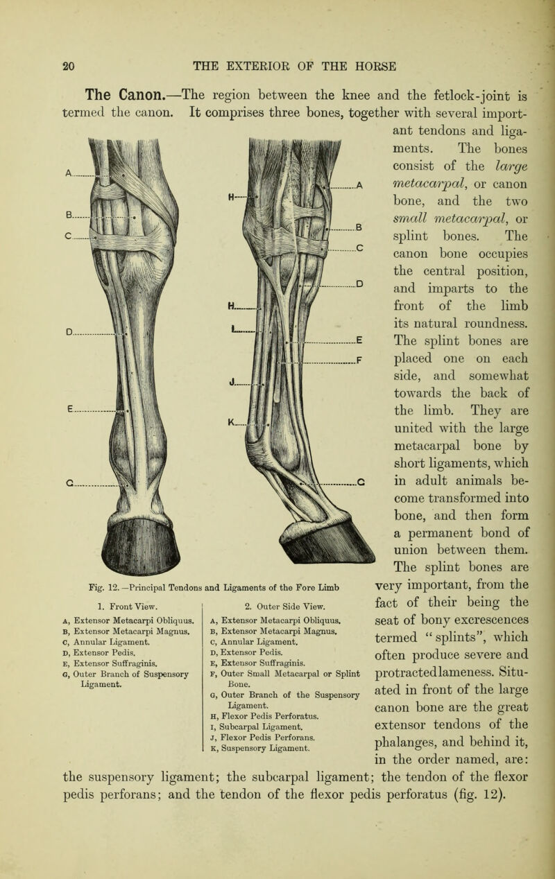 The Canon.—The region betweeii the knee nncl the fetlock~joinr is termed the canon. It comprises three bones, together with several import- ant tendons and liga- ments. The bones consist of the large metacarpal, or canon bone, and the two small metacarpal, or splint bones. The canon bone occupies the central position, and imparts to the front of the limb its natural roundness. The splint bones are placed one on each side, and somewhat towards the back of the limb. They are united with the large metacarpal bone by short ligaments, which in adult animals be- come transformed into bone, and then form a permanent bond of union between them. The splint bones are very important, from the fact of their being the seat of bony excrescences termed “ splints”, which often produce severe and protracted lameness. Situ- ated in front of the large canon bone are the great extensor tendons of the phalanges, and behind it, in the order named, are: the suspensory ligament; the subcarpal ligament; the tendon of the flexor pedis perforans; and the tendon of the flexor pedis perforatus (fig. 12). Fig. 12. —Principal Tendons and Ligaments of the Fore Limb 1. Front View. a, Extensor Metacarpi Obliquus. B, Extensor Metacarpi Magnus. C, Annular Ligament. D, Extensor Pedis. E, Extensor Suffraginis. G, Outer Branch of Suspensory Ligament. 2. Outer Side View. a, Extensor Metacarpi Obliquus. B, Extensor Metacarpi Magnus. C, Annular Ligament. D, Extensor Pedis. E, Extensor Suffraginis. F, Outer Small Metacarpal or Splint Bone. G, Outer Branch of the Suspensory Ligament. H, Flexor Pedis Perforatus. I, Subcarpal Ligament. J, Flexor Pedis Perforans. K, Suspensory Ligament.