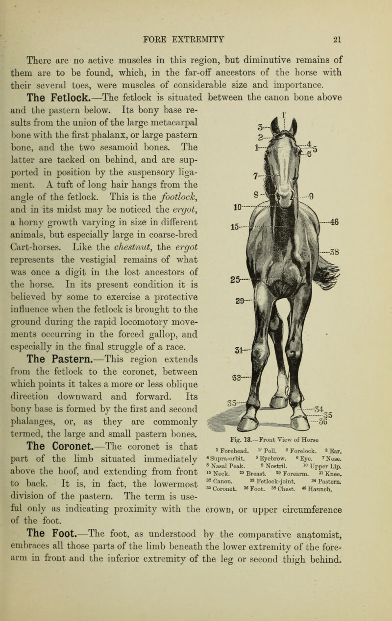 There are no active muscles in this region, but diminutive remains of them are to be found, which, in the far-off ancestors of the horse with their several toes, were muscles of considerable size and importance. The Fetlock.—The fetlock is situated between the canon bone above and the pastern below. Its bony base re- sults from the union of the large metacarpal bone with the first phalanx, or large pastern bone, and the two sesamoid bones. The latter are tacked on behind, and are sup- ported in position by the suspensory liga- ment. A tuft of long hair hangs from the angle of the fetlock. This is the footlock, and in its midst may be noticed the ergot, a horny growth varying in size in different animals, but especially large in coarse-bred Cart-horses. Like the chestnut, the ergot represents the vestigial remains of what was once a digit in the lost ancestors of the horse. In its present condition it is believed by some to exercise a protective influence when the fetlock is brought to the ground during the rapid locomotory move- ments occurring in the forced gallop, and especially in the final struggle of a race. The Pastern.—This region extends from the fetlock to the coronet, between which points it takes a more or less oblique direction downward and forward. Its bony base is formed by the first and second phalanges, or, as they are commonly termed, the large and small pastern bones. The Coronet.—The coronet is that part of the limb situated immediately above the hoof, and extending from front to back. It is, in fact, the lowermost division of the pastern. The term is use- ful only as indicating proximity with the crown, or upper circumference of the foot. Fig. 13.—Front View of Horse 1 Forehead. *' Poll. 2 Forelock. 3 Ear. 4 Supra-orbit. 5 Eyebrow. 6 Eye. 7 Nose. 8 Nasal Peak. 9 Nostril. 10 Upper Lip. 15 Neck. 25 Breast. 29 Forearm. 31 Knee. 32 Canon. 33 Fetlock-joint. 34 Pastern. 35 Coronet. 36 Foot. 38 Chest. 46 Haunch. The Foot .—The foot, as understood by the comparative anatomist, embraces all those parts of the limb beneath the lower extremity of the fore- arm in front and the inferior extremity of the leg or second thigh behind.