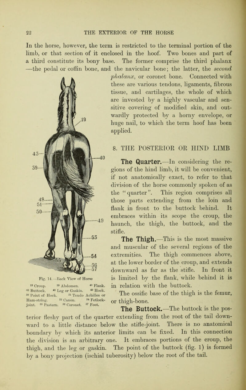 In the horse, however, the term is restricted to the terminal portion of the limb, or that section of it enclosed in the hoof. Two bones and part of a third constitute its bony base. The former comprise the third phalanx —the pedal or coffin bone, and the navicular bone; the latter, the second phalanx, or coronet bone. Connected with these are various tendons, ligaments, fibrous tissue, and cartilages, the whole of which are invested by a highly vascular and sen- sitive covering of modified skin, and out- wardly protected by a horny envelope, or huge nail, to which the term hoof has been applied. 8. THE POSTERIOR OR HIND LIMB The Quarter.—In considering the re- gions of the hind limb, it will be convenient, if not anatomically exact, to refer to that division of the horse commonly spoken of as the “quarter”. This region comprises all those parts extending from the loin and flank in front to the buttock behind. It embraces within its scope the croup, the haunch, the thigh, the buttock, and the stifle. The Thigh.—This is the most massive and muscular of the several regions of the extremities. The thigh commences above, at the lower border of the croup, and extends downward as far as the stifle. In front it is limited by the flank, while behind it is in relation with the buttock. The ossific base of the thigh is the femur, or thigh-bone. The Buttock. —The buttock is the pos- terior fleshy part of the quarter extending from the root of the tail down- ward to a little distance below the stifle-joint. There is no anatomical boundary by which its anterior limits can be fixed. In this connection the division is an arbitrary one. It embraces portions of the croup, the thigh, and the leg or gaskin. The point of the buttock (fig. l) is formed by a bony projection (ischial tuberosity) below the root of the tail. Fig. 14.—Back View of Horse 19 Croup. 39 Abdomen. 4n Flank. 43 Buttock. 48 Leg or Gaskin. 49 Hock. 50 Point of Hock. 51 Tendo Achilles or Ham-string. 53 Canon. 54 Fetlock- joint. 55 Pastern. 56 Coronet. 57 Foot.