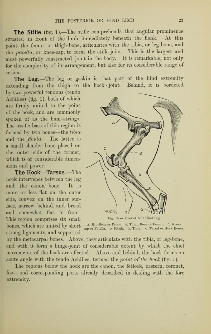 The Stifle (fig. 1).—The stifle comprehends that angular prominence situated in front of the limb immediately beneath the flank. At this point the femur, or thigh-bone, articulates with the tibia, or leg-bone, and the patella, or knee-cap, to form the stifle-joint. This is the largest and most powerfully constructed joint in the body. It is remarkable, not only for the complexity of its arrangement, but also for its considerable range of action. The Leg.—The leg or gaskin is that part of the hind extremity extending from the thigh to the hock-joint. Behind, it is bordered by two powerful tendons (tendo Achilles) (fig. l), both of which are firmly united to the point of the hock, and are commonly spoken of as the ham-strings. The ossific base of this region is formed by two bones—the tibia and the fibula. The latter is a small slender bone placed on the outer side of the former, which is of considerable dimen- sions and power. The Hock—Tarsus.—The hock intervenes between the leg and the canon bone. It is more or less flat on the outer side, convex on the inner sur- face, narrow behind, and broad and somewhat flat in front. This region comprises six small bones, which are united by short strong ligaments, and supported by the metacarpal bones. Above, they articulate with the tibia, or leg-bone, and with it form a hinge-joint of considerable extent by which the chief movements of the hock are effected. Above and behind, the hock forms an acute angle with the tendo Achilles, termed the point of the hock (fig. 1). The regions below the hock are the canon, the fetlock, pastern, coronet, foot, and corresponding parts already described in dealing with the fore extremity. Fig. 15.—Bones of Left Hind Leg a, Hip Bone or Pelvis. B, Thigh Bone or Femur, c, Knee- cap or Patella. D, Fibula. E, Tibia. G, Tarsal or Hock Bones.