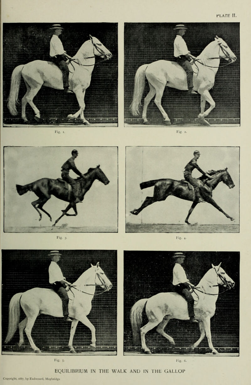 rLATE II. Fig. i. Fig. 2. Fig. 3- Fig. 4. Fig. 5- Fig. 6. EQUILIBRIUM IN THE WALK AND IN THE GALLOP Copyright, 1887, by Eadweard, Muybridge