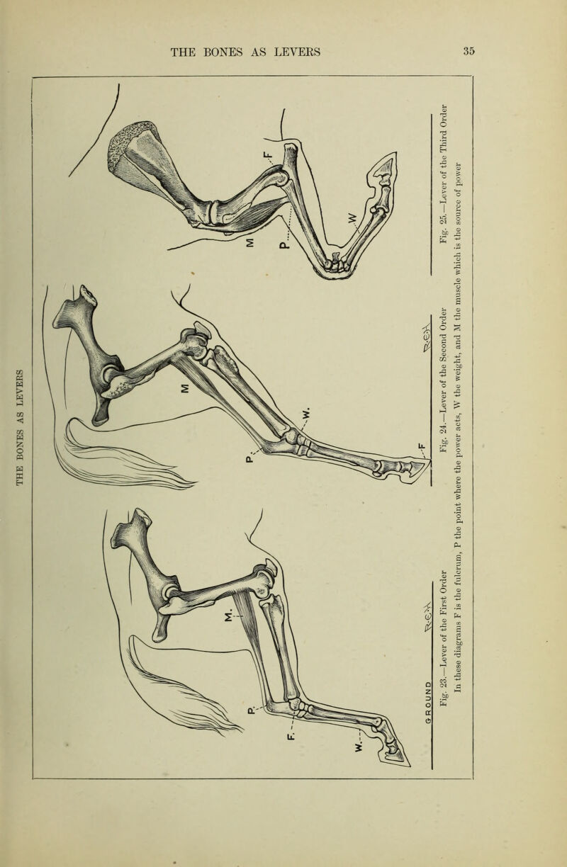 THE BONES AS LEVERS