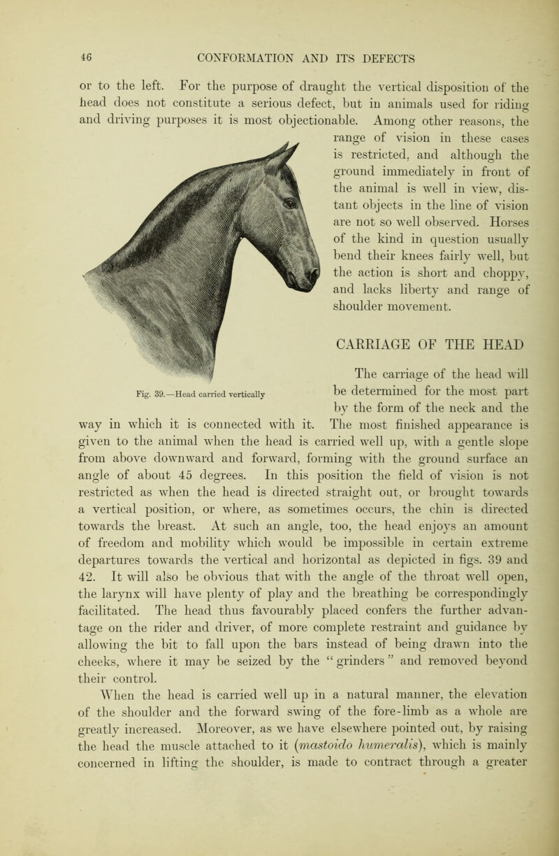 or to the left. For the purpose of draught the vertical disposition of the head does not constitute a serious defect, but in animals used for riding and driving purposes it is most objectionable. Among other reasons, the range of vision in these cases is restricted, and although the ground immediately in front of the animal is well in view, dis- tant objects in the line of vision are not so well observed. Horses of the kind in question usually bend their knees fairly well, but the action is short and choppy, and lacks liberty and range of shoulder movement. CARRIAGE OF THE HEAD The carriage of the head will be determined for the most part by the form of the neck and the way in which it is connected with it. The most finished appearance is given to the animal when the head is carried well up, with a gentle slope from above downward and forward, forming with the ground surface an angle of about 45 degrees. In this position the field of vision is not restricted as when the head is directed straight out, or brought towards a vertical position, or where, as sometimes occurs, the chin is directed towards the breast. At such an angle, too, the head enjoys an amount of freedom and mobility which would be impossible in certain extreme departures towards the vertical and horizontal as depicted in figs. 39 and 42. It will also be obvious that with the angle of the throat well open, the larynx will have plenty of play and the breathing be correspondingly facilitated. The head thus favourably placed confers the further advan- tage on the rider and driver, of more complete restraint and guidance by allowing the bit to fall upon the bars instead of being drawn into the cheeks, where it may be seized by the “ grinders ” and removed beyond their control. When the head is carried well up in a natural manner, the elevation of the shoulder and the forward swing of the fore-limb as a whole are greatly increased. Moreover, as we have elsewhere pointed out, by raising the head the muscle attached to it (mcistoido humeralis), which is mainly concerned in lifting the shoulder, is made to contract through a greater Fig. 39.—Head carried vertically