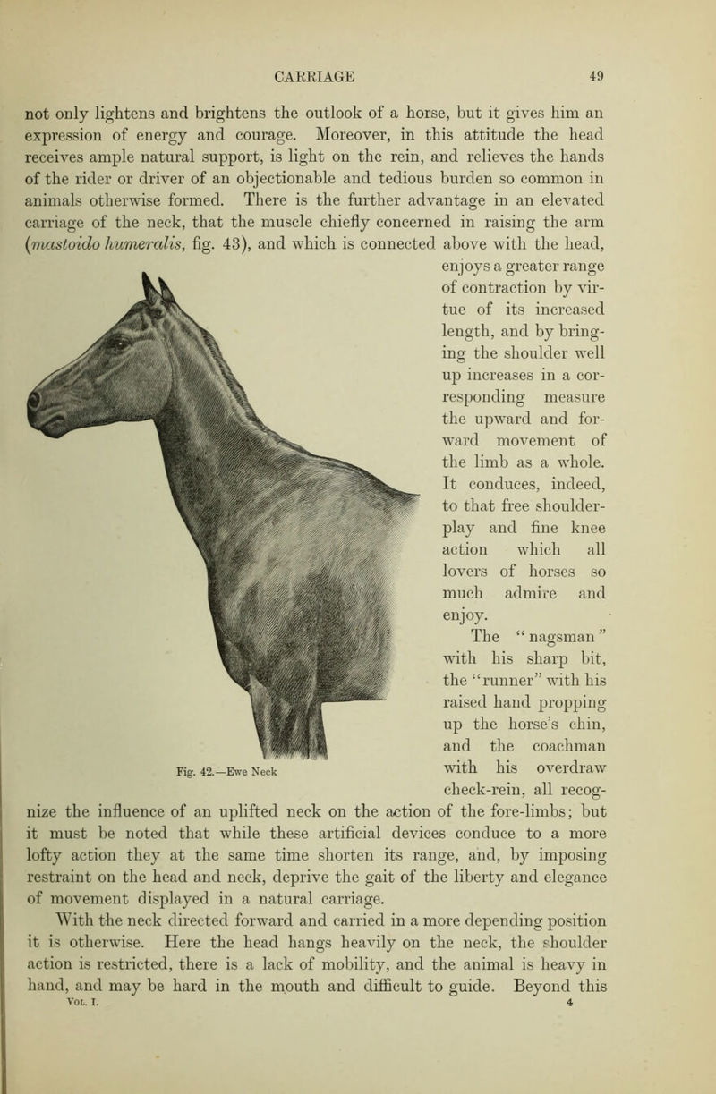 not only lightens and brightens the outlook of a horse, but it gives him an expression of energy and courage. Moreover, in this attitude the head receives ample natural support, is light on the rein, and relieves the hands of the rider or driver of an objectionable and tedious burden so common in animals otherwise formed. There is the further advantage in an elevated carriage of the neck, that the muscle chiefly concerned in raising the arm (mastoido humeralis, fig. 43), and which is connected above with the head, enjoys a greater range of contraction by vir- tue of its increased length, and by bring- ing the shoulder well up increases in a cor- responding measure the upward and for- ward movement of the limb as a whole. It conduces, indeed, to that free shoulder- play and fine knee action which all lovers of horses so much admire and enjoy. The “ nagsman ” with his sharp bit, the “runner” with his raised hand propping up the horse’s chin, and the coachman Fig. 42.-Ewe Neck with his overdraw check-rein, all recog- nize the influence of an uplifted neck on the action of the fore-limbs; but it must be noted that while these artificial devices conduce to a more lofty action they at the same time shorten its range, and, by imposing restraint on the head and neck, deprive the gait of the liberty and elegance of movement displayed in a natural carriage. With the neck directed forward and carried in a more depending position it is otherwise. Here the head hangs heavily on the neck, the shoulder action is restricted, there is a lack of mobility, and the animal is heavy in hand, and may be hard in the mouth and difficult to guide. Beyond this VOL. I. 4