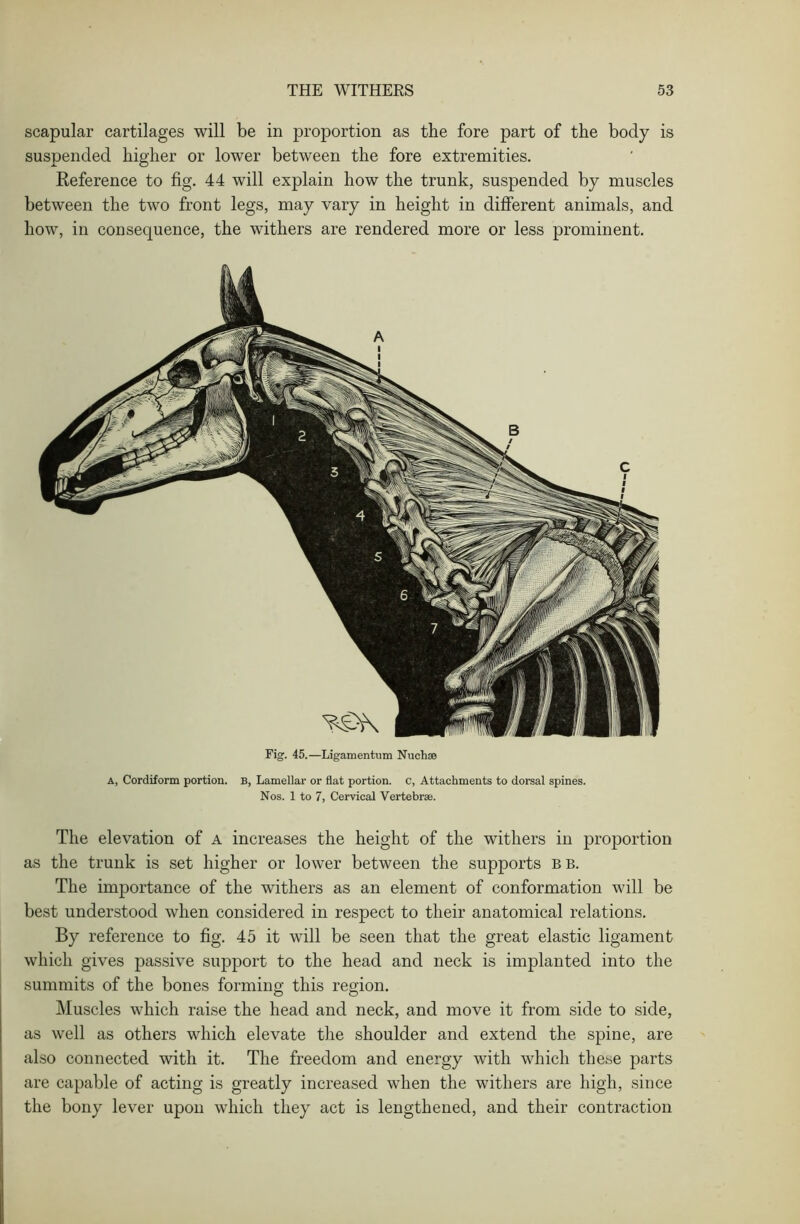 scapular cartilages will be in proportion as the fore part of the body is suspended higher or lower between the fore extremities. Reference to fig. 44 will explain how the trunk, suspended by muscles between the two front legs, may vary in height in different animals, and how, in consequence, the withers are rendered more or less prominent. Fig. 45.—Ligamentum Nuchse a, Cordiform portion. B, Lamellar or flat portion, c, Attachments to dorsal spines. Nos. 1 to 7, Cervical Vertebra;. The elevation of a increases the height of the withers in proportion as the trunk is set higher or lower between the supports bb. The importance of the withers as an element of conformation will be best understood when considered in respect to their anatomical relations. By reference to fig. 45 it will be seen that the great elastic ligament which gives passive support to the head and neck is implanted into the summits of the bones forming this region. Muscles which raise the head and neck, and move it from side to side, as well as others which elevate the shoulder and extend the spine, are also connected with it. The freedom and energy with which these parts are capable of acting is greatly increased when the withers are high, since the bony lever upon which they act is lengthened, and their contraction