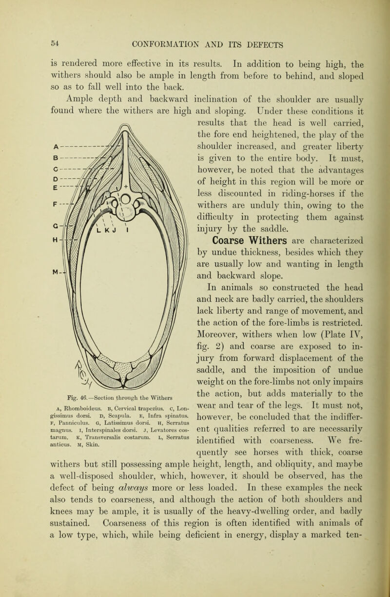 is rendered more effective in its results. In addition to being high, the withers should also be ample in length from before to behind, and sloped so as to fall well into the back. Ample depth and backward inclination of the shoulder are usually found where the withers are high and sloping. Under these conditions it results that the head is well carried, the fore end heightened, the play of the shoulder increased, and greater liberty is given to the entire body. It must, however, be noted that the advantages of height in this region will be more or less discounted in riding-horses if the withers are unduly thin, owing to the difficulty in protecting them against injury by the saddle. Coarse Withers are characterized by undue thickness, besides which they are usually low and wanting in length and backward slope. In animals so constructed the head and neck are badly carried, the shoulders lack liberty and range of movement, and the action of the fore-limbs is restricted. Moreover, withers when low (Plate IV, fig. 2) and coarse are exposed to in- jury from forward displacement of the saddle, and the imposition of undue weight on the fore-limbs not only impairs the action, but adds materially to the wear and tear of the legs. It must not, however, be concluded that the indiffer- ent qualities referred to are necessarily identified with coarseness. We fre- quently see horses with thick, coarse withers but still possessing ample height, length, and obliquity, and maybe a well-disposed shoulder, which, however, it should be observed, has the defect of being always more or less loaded. In these examples the neck also tends to coarseness, and although the action of both shoulders and knees may be ample, it is usually of the heavy-dwelling order, and badly sustained. Coarseness of this region is often identified with animals of a low type, which, while being deficient in energy, display a marked ten- Fig. 46.—Section through the Withers A, Rhomboideus. B, Cervical trapezius. C, Lon- gissimus dorsi. D, Scapula, e, Infra spinatus. F, Panniculus. G, Latissimus dorsi. h, Serratus magnus. I, Interspinales dorsi. J, Levatores cos- tarum. k, Transversalis costarum. l, Serratus anticus. m, Skin.