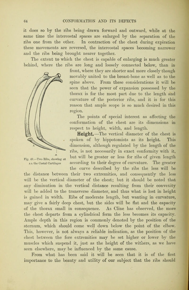 it does so by the ribs being drawn forward and outward, while at the same time the intercostal spaces are enlarged by the separation of the ribs one from the other. In contraction of the chest during expiration these movements are reversed, the intercostal spaces becoming narrower and the ribs being brought nearer together. The extent to which the chest is capable of enlarging is much greater behind, where the ribs are long and loosely connected below, than in front, where they are shorter and more closely though movably united to the breast-bone as well as to the spine above. From these considerations it will be seen that the power of expansion possessed by the thorax is for the most part due to the length and curvature of the posterior ribs, and it is for this reason that ample scope is so much desired in this region. The points of special interest as affecting the conformation of the chest are its dimensions in respect to height, width, and length. Height.—The vertical diameter of the chest is spoken of by hippotomists as its height. This dimension, although regulated by the length of the ribs, is not necessarily in exact conformity with it, but will be greater or less for ribs of given length according to their degree of curvature. The greater the curve described by the ribs the less will be the distance between their two extremities, and consequently the less will be the vertical diameter of the chest; but it should be noted that any diminution in the vertical distance resulting from their convexity will be added to the transverse diameter, and thus what is lost in height is gained in width. Ribs of moderate length, but wanting in curvature, may give a fairly deep chest, but the sides will be flat and the capacity of the thorax small in consequence. As Cline has observed, the more the chest departs from a cylindrical form the less becomes its capacity. Ample depth in this region is commonly denoted by the position of the sternum, which should come well down below the point of the elbow. This, however, is not always a reliable indication, as the position of the chest between the fore extremities may be set higher or lower by the muscles which suspend it, just as the height of the withers, as we have seen elsewhere, may be influenced by the same cause. From what has been said it will be seen that it is of the first importance to the beauty and utility of our subject that the ribs should