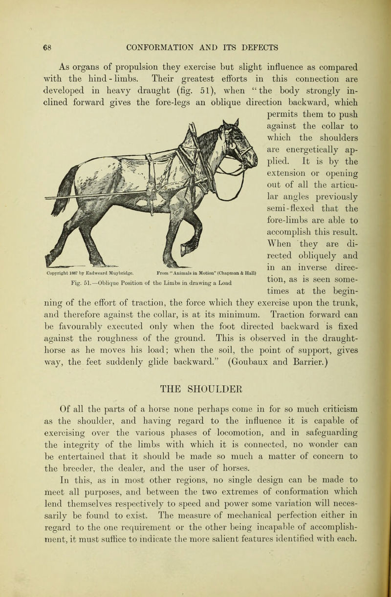 As organs of propulsion they exercise but slight influence as compared with the hind-limbs. Their greatest efforts in this connection are developed in heavy draught (fig. 51), when “the body strongly in- clined forward gives the fore-legs an oblique direction backward, which permits them to push against the collar to which the shoulders are energetically ap- plied. It is by the extension or opening out of all the articu- lar angles previously semi-flexed that the fore-limbs are able to accomplish this result. When they are di- rected obliquely and in an inverse direc- 1” (Chapman & Hall) aLoad tion, as is seen some- times at the begin- ning of the effort of traction, the force which they exercise upon the trunk, and therefore against the collar, is at its minimum. Traction forward can be favourably executed only when the foot directed backward is fixed against the roughness of the ground. This is observed in the draught- horse as he moves his load; when the soil, the point of support, gives way, the feet suddenly glide backward.” (Goubaux and Barrier.) THE SHOULDER Of all the parts of a horse none perhaps come in for so much criticism as the shoulder, and having regard to the influence it is capable of exercising over the various phases of locomotion, and in safeguarding the integrity of the limbs with which it is connected, no wonder can be entertained that it should be made so much a matter of concern to the breeder, the dealer, and the user of horses. In this, as in most other regions, no single design can be made to meet all purposes, and between the two extremes of conformation which lend themselves respectively to speed and power some variation will neces- sarily be found to exist. The measure of mechanical perfection either in regard to the one requirement or the other being incapable of accomplish- ment, it must suffice to indicate the more salient features identified with each. Copyright 1887 by Eadweard Muybridge. From “Animals in Motio Fig. 51.—Oblique Position of the Limbs in drawing