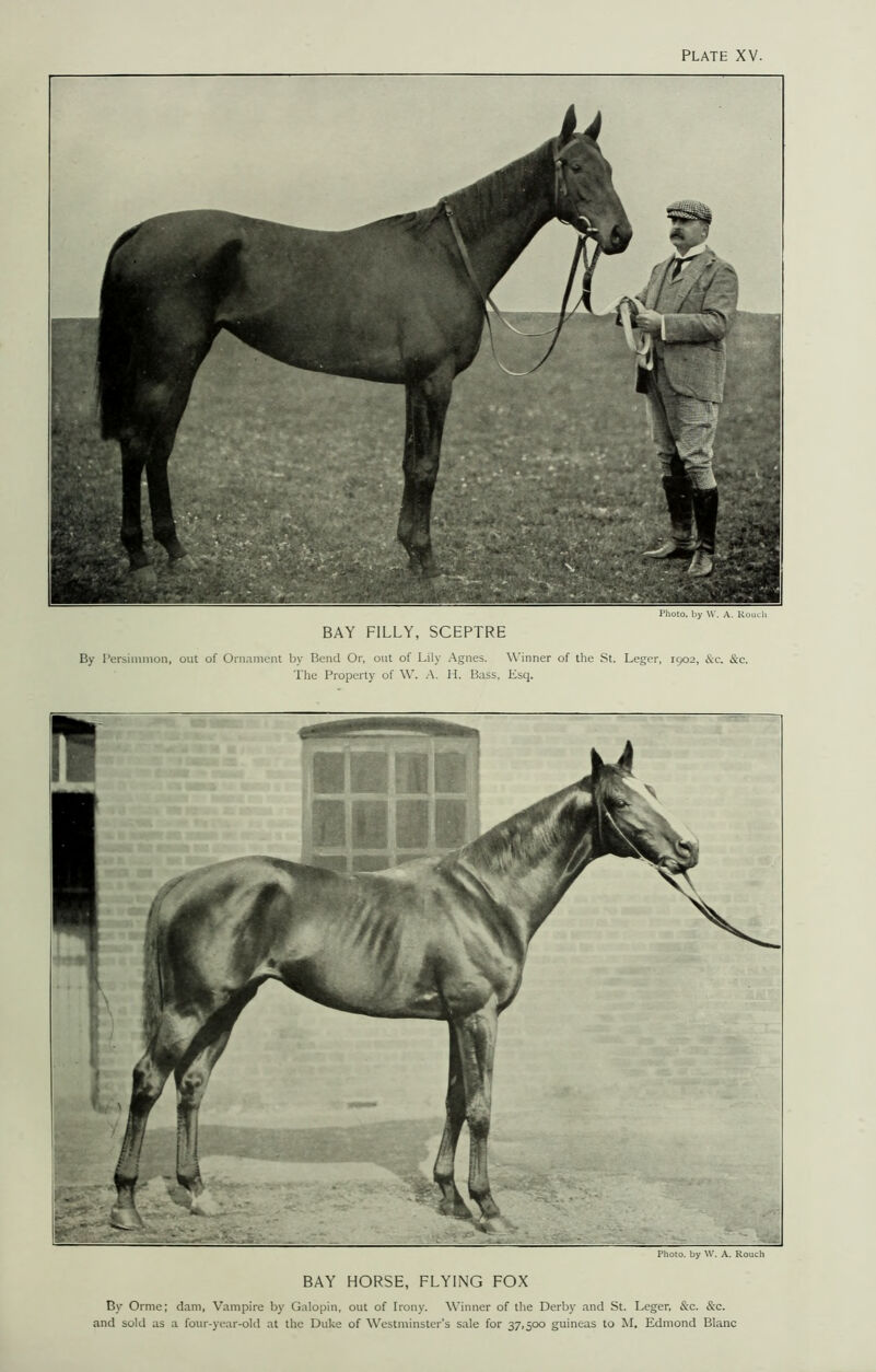 PLATE XV. Photo, by W. A. Rouch BAY FILLY, SCEPTRE By Persimmon, out of Ornament by Bend Or, out of Lily Agnes. Winner of the St. Leger, 1902, &c. &c. The Property of W. A. H. Bass, Esq. Photo, by W. A. Rouch BAY HORSE, FLYING FOX By Orme; dam, Vampire by Galopin, out of Irony. Winner of the Derby and St. Leger, &c. &c. and sold as a four-year-old at the Duke of Westminster's sale for 37,500 guineas to M. Edmond Blanc