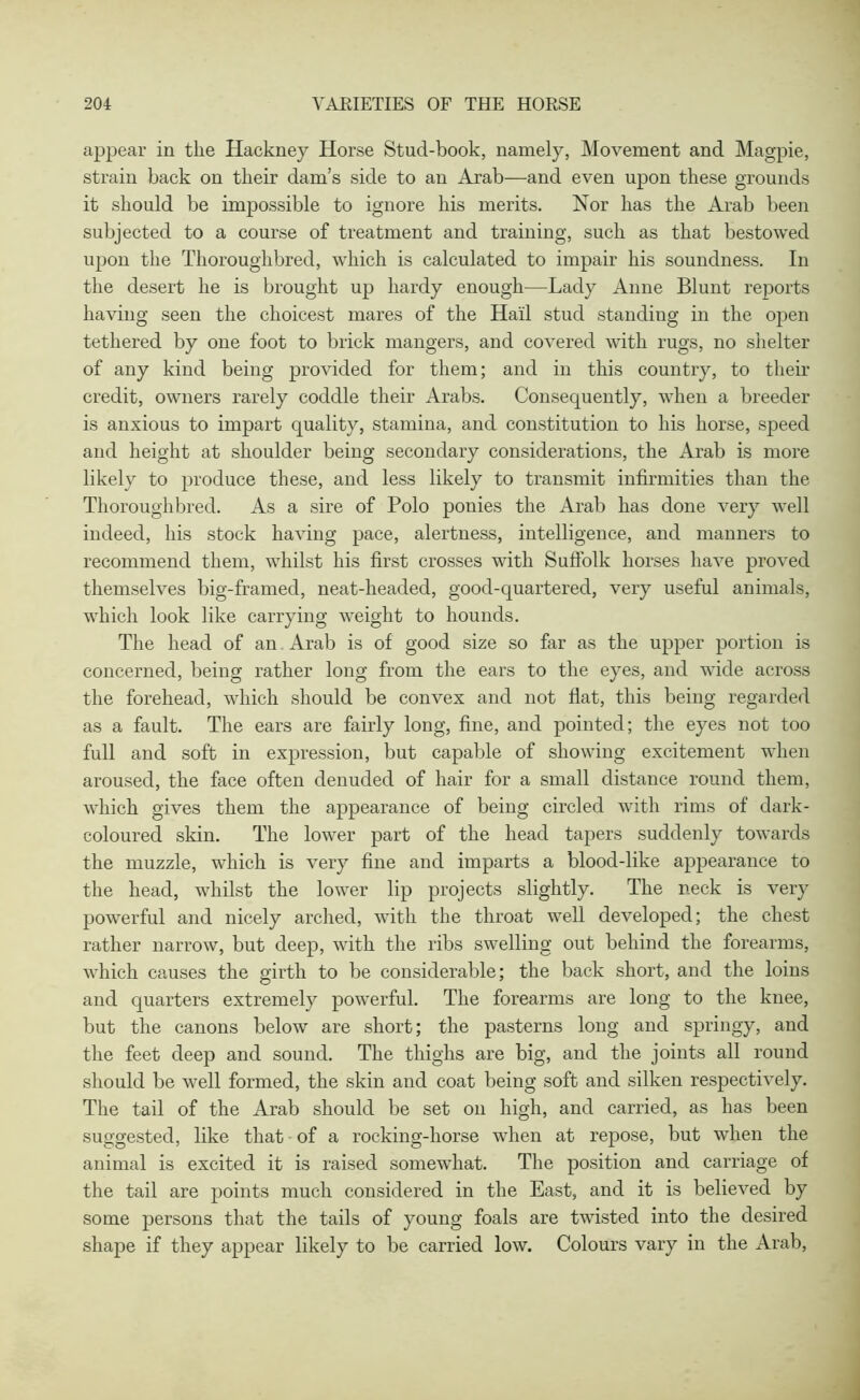 appear in the Hackney Horse Stud-book, namely, Movement and Magpie, strain back on their dam’s side to an Arab—and even upon these grounds it should be impossible to ignore his merits. Nor has the Arab been subjected to a course of treatment and training, such as that bestowed upon the Thoroughbred, which is calculated to impair his soundness. In the desert he is brought up hardy enough—Lady Anne Blunt reports having seen the choicest mares of the Hail stud standiug in the open tethered by one foot to brick mangers, and covered with rugs, no shelter of any kind being provided for them; and in this country, to their credit, owners rarely coddle their Arabs. Consequently, when a breeder is anxious to impart quality, stamina, and constitution to his horse, speed and height at shoulder being secondary considerations, the Arab is more likely to produce these, and less likely to transmit infirmities than the Thoroughbred. As a sire of Polo ponies the Arab has done very well indeed, his stock having pace, alertness, intelligence, and manners to recommend them, whilst his first crosses with Suffolk horses have proved themselves big-framed, neat-headed, good-quartered, very useful animals, which look like carrying weight to hounds. The head of an Arab is of good size so far as the upper portion is concerned, being rather long from the ears to the eyes, and wide across the forehead, which should be convex and not flat, this being regarded as a fault. The ears are fairly long, fine, and pointed; the eyes not too full and soft in expression, but capable of showing excitement when aroused, the face often denuded of hair for a small distance round them, which gives them the appearance of being circled with rims of dark- coloured skin. The lower part of the head tapers suddenly towards the muzzle, which is very fine and imparts a blood-like appearance to the head, whilst the lower lip projects slightly. The neck is very powerful and nicely arched, with the throat well developed; the chest rather narrow, but deep, with the ribs swelling out behind the forearms, which causes the girth to be considerable; the back short, and the loins and quarters extremely powerful. The forearms are long to the knee, but the canons below are short; the pasterns long and springy, and the feet deep and sound. The thighs are big, and the joints all round should be well formed, the skin and coat being soft and silken respectively. The tail of the Arab should be set on high, and carried, as has been suggested, like that of a rocking-horse when at repose, but when the animal is excited it is raised somewhat. The position and carriage of the tail are points much considered in the East, and it is believed by some persons that the tails of young foals are twisted into the desired shape if they appear likely to be carried low. Colours vary in the Arab,