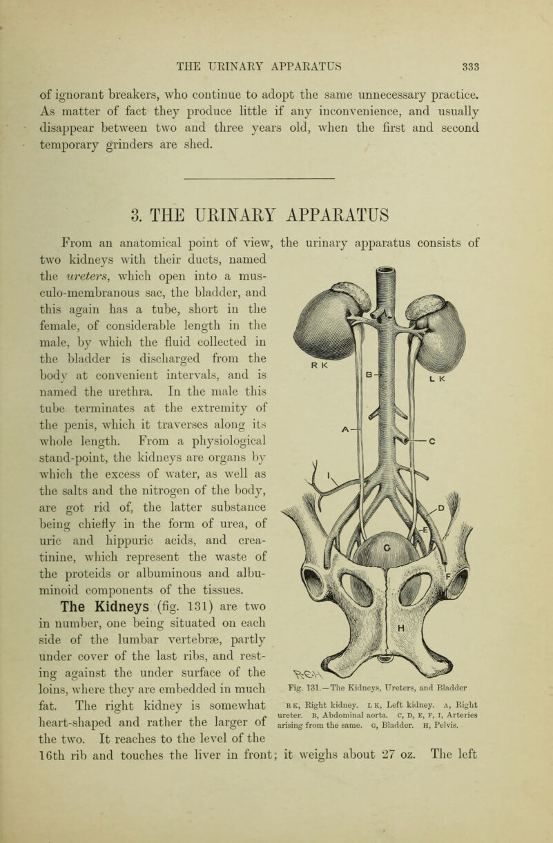 of ignorant breakers, who continue to adopt the same unnecessary practice. As matter of fact they produce little if any inconvenience, and usually disappear between two and three years old, when the first and second temporary grinders are shed. 3. THE URINARY APPARATUS From an anatomical point of view, the urinary apparatus consists of two kidneys with their ducts, named the ureters, which open into a mus- culo-membranous sac, the bladder, and this again has a tube, short in the female, of considerable length in the male, by which the fluid collected in the bladder is discharged from the body at convenient intervals, and is named the urethra. In the male this tube terminates at the extremity of the penis, which it traverses along its whole length. From a physiological stand-point, the kidneys are organs by which the excess of water, as well as the salts and the nitrogen of the body, are got rid of, the latter substance being chiefly in the form of urea, of uric and hippuric acids, and crea- tinine, which represent the waste of the proteids or albuminous and albu- minoid components of the tissues. The Kidneys (fig. 131) are two in number, one being situated on each side of the lumbar vertebrae, partly under cover of the last ribs, and rest- ing; ag;ainst the under surface of the loins, where they are embedded in much fat. The right kidney is somewhat heart-shaped and rather the larger of the two. It reaches to the level of the 16th rib and touches the liver in front; it weighs about 27 oz. Fig. 131. — The Kidneys, Ureters, and Bladder R K, Right kidney. L K, Left kidney, a, Right ureter, b, Abdominal aorta, c, D, E, F, I, Arteries arising from the same. G, Bladder. H, Pelvis. The left