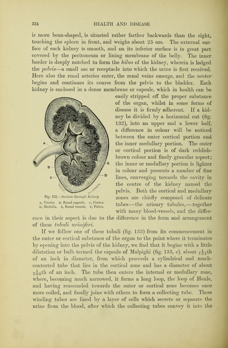 is more bean-sliapecl, is situated rather farther backwards than the right, touching the spleen in front, and weighs about 25 ozs. The external sur- face of each kidney is smooth, and on its inferior surface is in great part covered by the peritoneum or lining membrane of the belly. The inner border is deeply notched to form the liilus of the kidney, wherein is lodged the pelvis—a small sac or receptacle into which the urine is first received. Here also the renal arteries enter, the renal veins emerge, and the ureter begins and continues its course from the pelvis to the bladder. Each kidney is enclosed in a dense membrane or capsule, which in health can be easily stripped off the proper substance of the organ, whilst in some forms of disease it is firmly adherent. If a kid- ney be divided by a horizontal cut (fig. 132), into an upper and a lower half, a difference in colour will be noticed between the outer cortical portion and the inner medullary portion. The outer or cortical portion is of dark reddish- brown colour and finely granular aspect; the inner or medullary portion is lighter in colour and presents a number of fine lines, converging towards the cavity in the centre of the kidney named the pelvis. Both the cortical and medullary zones are chiefly composed of delicate tubes—the urinary tubules,—together with many blood-vessels, and the differ- ence in their aspect is due to the difference in the form and arrangement of these tubuli uriniferi. If we follow one of these tubuli (fig. 133) from its commencement in the outer or cortical substance of the organ to the point where it terminates by opening into the pelvis of the kidney, we find that it begins with a little dilatation or bulb termed the capsule of Malpighi (fig. 133, c), about yrr^th of an inch in diameter, from which proceeds a cylindrical and much- contorted tube that lies in the cortical zone and has a diameter of about 5-^oth an inch. The tube then enters the internal or medullary zone, where, becoming much narrowed, it forms a long loop, the loop of Henle, and having reascended towards the outer or cortical zone becomes once more coiled, and finally joins with others to form a collecting tube. These winding tubes are lined by a layer of cells which secrete or separate the urine from the blood, after which the collecting tubes convey it into the Fig. 132.—Section through Kidney a, Ureter. B, Renal capsule, c, Cortex. D, Medulla. E, Renal vessels. F, Pelvis.