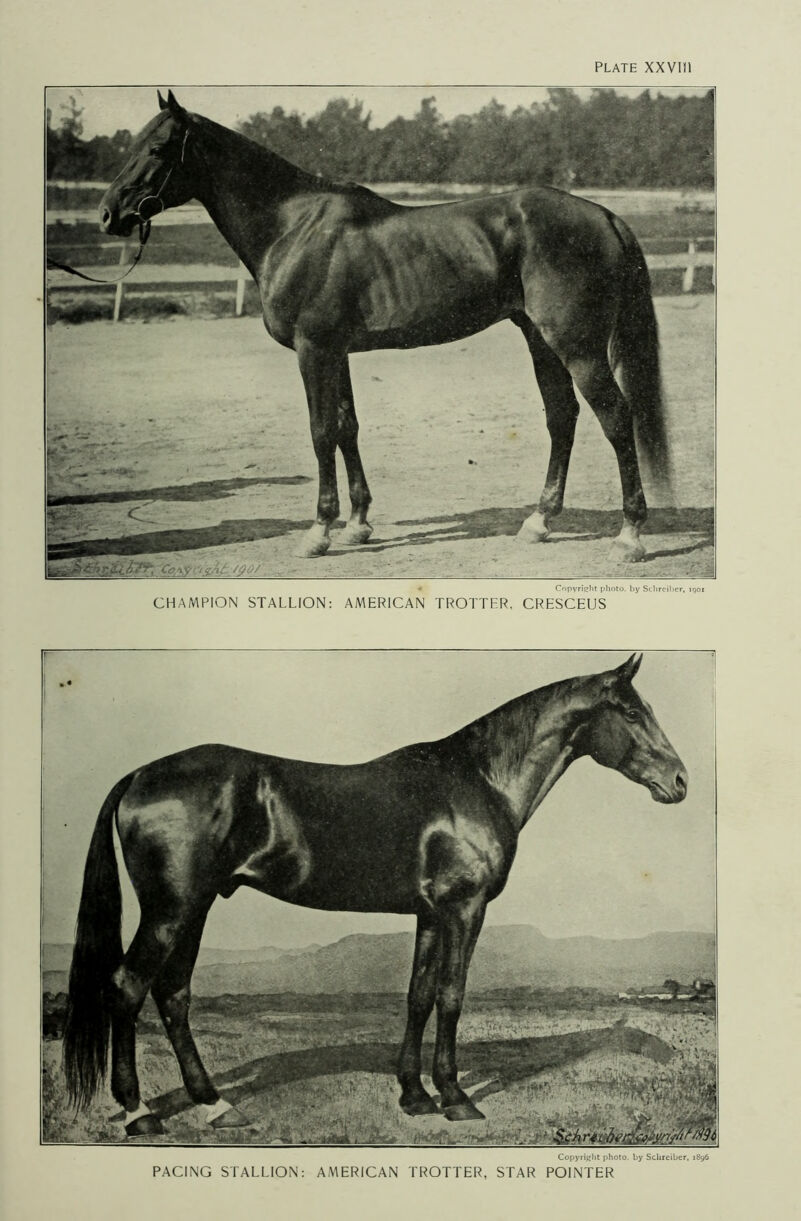 PLATE XXVIfl * Copyright photo, by Schreiber, 1901 CHAMPION STALLION: AMERICAN TROTTER. CRESCEUS Copyright photo, by Schreiber, 1896 PACING STALLION: AMERICAN TROTTER, STAR POINTER