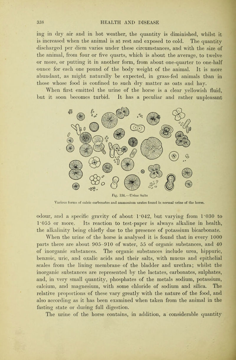 ing in dry air and in hot weather, the quantity is diminished, whilst it is increased when the animal is at rest and exposed to cold. The quantity discharged per diem varies under these circumstances, and with the size of the animal, from four or five quarts, which is about the average, to twelve or more, or putting it in another form, from about one-quarter to one-half ounce for each one pound of the body weight of the animal. It is more abundant, as might naturally be expected, in grass-fed animals than in those whose food is confined to such dry matter as oats and hay. When first emitted the urine of the horse is a clear yellowish fluid, but it soon becomes turbid. It has a peculiar and rather unpleasant Fig. 134.—Urine Salts Various forms of calcic carbonates and ammonium urates found in normal urine of the horse. odour, and a specific gravity of about l-042, but varying from 1’030 to 1'055 or more. Its reaction to test-paper is always alkaline in health, the alkalinity being chiefly due to the presence of potassium bicarbonate. When the urine of the horse is analysed it is found that in every 1000 parts there are about 905-910 of water, 55 of organic substances, and 40 of inorganic substances. The organic substances include urea, hippuric, benzoic, uric, and oxalic acids and their salts, with mucus and epithelial scales from the lining membrane-of the bladder and urethra; whilst the inorganic substances are represented by the lactates, carbonates, sulphates, and, in very small quantity, phosphates of the metals sodium, potassium, calcium, and magnesium, with some chloride of sodium and silica. The relative proportions of these vary greatly with the nature of the food, and also according as it has been examined when taken from the animal in the fasting state or during full digestion. The urine of the horse contains, in addition, a considerable quantity