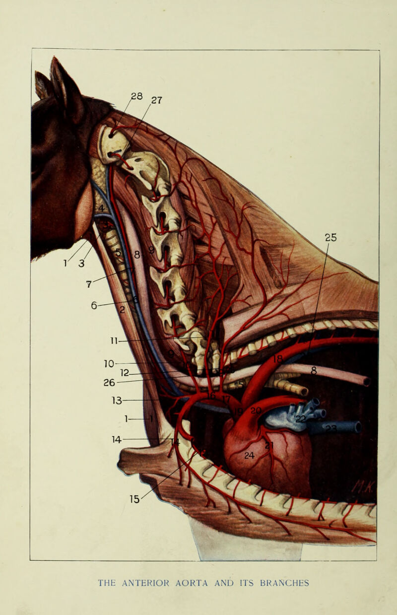 THE ANTERIOR AORTA AND ITS BRANCHES