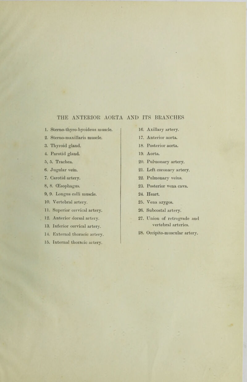 1. Sterno-thyro-hyoideus muscle. 2. Sterno-maxillaris muscle. 3. Thyroid gland. 4. Parotid glaud. 5. 5. Trachea. 6. Jugular vein. 7. Carotid artery. 8. 8. (Esophagus. 9. 9. Longus colli muscle. 10. Vertebral artery. 11. Superior cervical artery. 12. Anterior dorsal artery. 13. Inferior cervical artery. 14. External thoracic artery. 15. Internal thoracic artery. 16. Axillary artery. 17. Anterior aorta. 18. Posterior aorta. 19. Aorta. 20. Pulmonary artery. 21. Left coronary artery. 22. Pulmonary veins. 23. Posterior vena cava. 24. Heart. 25. Vena azygos. 26. Subcostal artery. 27. Union of retrograde and vertebi'al arteries. 28. Occipito-muscular artery.