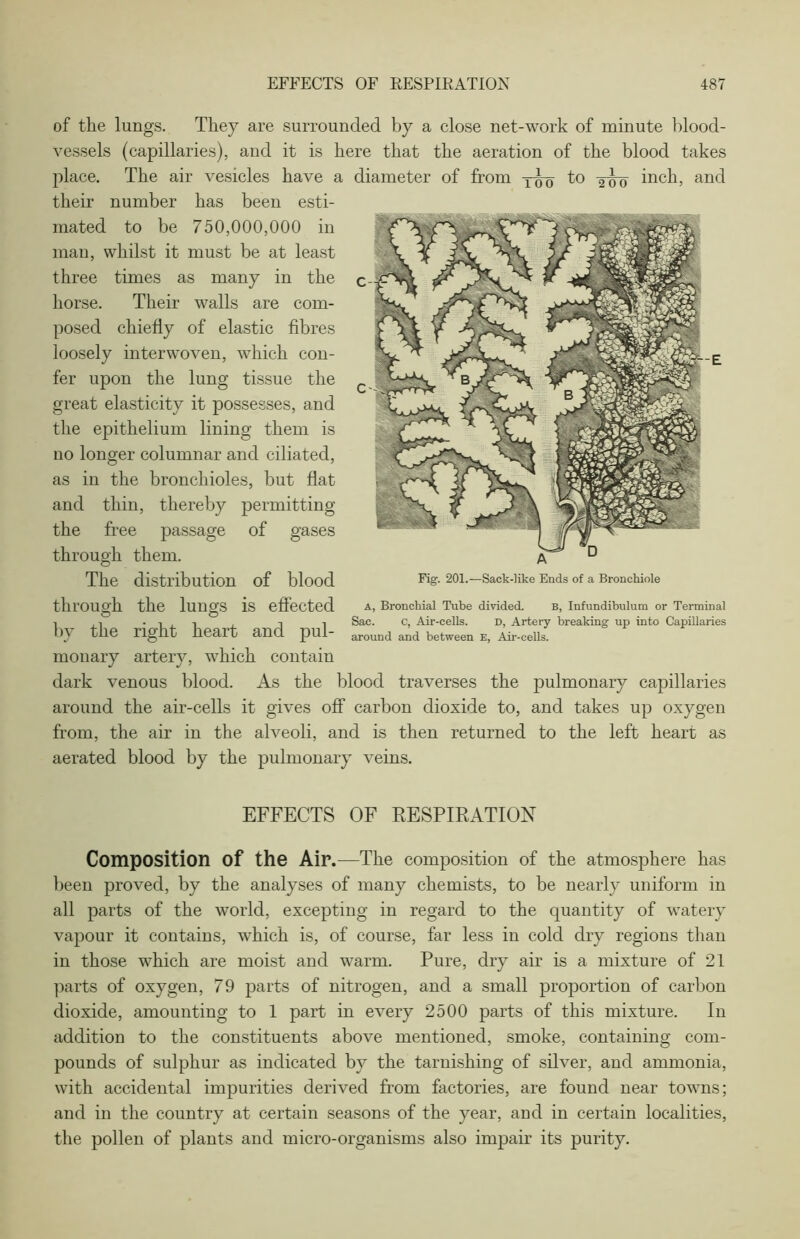 of the lungs. They are surrounded by a close net-work of minute blood- vessels (capillaries), and it is here that the aeration of the blood takes place. The air vesicles have a diameter of from to -^o inch, and their number has been esti- mated to be 750,000,000 in man, whilst it must be at least three times as many in the c horse. Their walls are com- posed chiefly of elastic fibres loosely interwoven, which con- fer upon the lung tissue the great elasticity it possesses, and the epithelium lining them is no longer columnar and ciliated, as in the bronchioles, but flat and thin, thereby permitting the free passage of gases through them. The distribution Of blood Fig- 201.—Sack-like Ends of a Bronchiole through the lungs is effected a, Bronchial Tube divided. B, Infundibulum or Terminal 1 , -1,1 , i i Sac. c, Air-cells. D, Artery breaking up into Capillaries by the right heart and pul- around and between E> Air-cells, monary artery, which contain dark venous blood. As the blood traverses the pulmonary capillaries around the air-cells it gives off carbon dioxide to, and takes up oxygen from, the air in the alveoli, and is then returned to the left heart as aerated blood by the pulmonary veins. EFFECTS OF RESPIRATION Composition of the Air.—The composition of the atmosphere has been proved, by the analyses of many chemists, to be nearly uniform in all parts of the world, excepting in regard to the quantity of watery vapour it contains, which is, of course, far less in cold dry regions than in those which are moist and warm. Pure, dry air is a mixture of 21 parts of oxygen, 79 parts of nitrogen, and a small proportion of carbon dioxide, amounting to 1 part in every 2500 parts of this mixture. In addition to the constituents above mentioned, smoke, containing com- pounds of sulphur as indicated by the tarnishing of silver, and ammonia, with accidental impurities derived from factories, are found near towns; and in the country at certain seasons of the year, and in certain localities, the pollen of plants and micro-organisms also impair its purity.