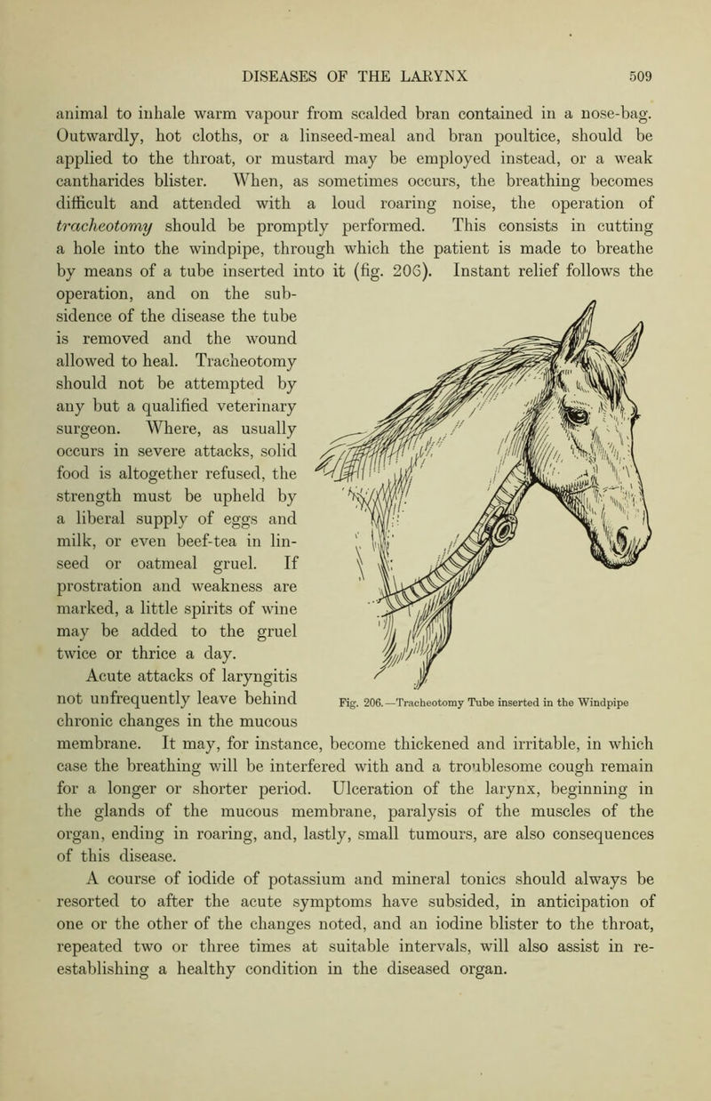 animal to inhale warm vapour from scalded bran contained in a nose-bag. Outwardly, hot cloths, or a linseed-meal and bran poultice, should be applied to the throat, or mustard may be employed instead, or a weak cantharides blister. When, as sometimes occurs, the breathing becomes difficult and attended with a loud roaring noise, the operation of tracheotomy should be promptly performed. This consists in cutting a hole into the windpipe, through which the patient is made to breathe by means of a tube inserted into it (fig. 206). Instant relief follows the operation, and on the sub- sidence of the disease the tube is removed and the wound allowed to heal. Tracheotomy should not be attempted by any but a qualified veterinary surgeon. Where, as usually occurs in severe attacks, solid food is altogether refused, the strength must be upheld by a liberal supply of eggs and milk, or even beef-tea in lin- seed or oatmeal gruel. If prostration and weakness are marked, a little spirits of wine may be added to the gruel twice or thrice a day. Acute attacks of laryngitis not unfiequently leave behind Fig. 206.—Tracheotomy Tube inserted in the Windpipe chronic changes in the mucous membrane. It may, for instance, become thickened and irritable, in which case the breathing will be interfered with and a troublesome cough remain for a longer or shorter period. Ulceration of the larynx, beginning in the glands of the mucous membrane, paralysis of the muscles of the organ, ending in roaring, and, lastly, small tumours, are also consequences of this disease. A course of iodide of potassium and mineral tonics should always be resorted to after the acute symptoms have subsided, in anticipation of one or the other of the changes noted, and an iodine blister to the throat, repeated two or three times at suitable intervals, will also assist in re- establishing a healthy condition in the diseased organ.