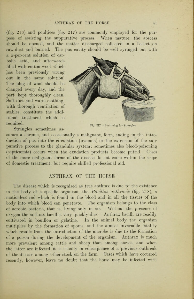 (fig. 216) and poultices (fig. 217) are commonly employed for the pur- pose of assisting the suppurative process. When mature, the abscess should be opened, and the matter discharged collected in a basket on saw-dust and burned. The pus cavity should be well syringed out with a 5-per-cent solution of car- bolic acid, and afterwards filled with cotton-wool which has been previously wrung out in the same solution. The plug of wool should be changed every day, and the part kept thoroughly clean. Soft diet and warm clothing, with thorough ventilation of stables, constitute the addi- tional treatment which is required. Strangles sometimes as- sumes a chronic, and occasionally a malignant, form, ending in the intro- duction of pus into the circulation (pysemia) or the extension of the sup- purative process to the glandular system; sometimes also blood-poisoning (septicaemia) occurs when the exudation products become putrid. Cases of the more malignant forms of the disease do not come within the scope of domestic treatment, but require skilled professional aid. ANTHRAX OF THE HORSE The disease which is recognized as true anthrax is due to the existence in the body of a specific organism, the Bacillus anthracis (fig. 218), a motionless rod which is found in the blood and in all the tissues of the body into which blood can penetrate. The organism belongs to the class of aerobic bacteria, that is, living only in air. Without the presence of oxygen the anthrax bacillus very quickly dies. Anthrax bacilli are readily cultivated in bouillon or gelatine. In the animal body the organism multiplies by the formation of spores, and the almost invariable fatality which results from the introduction of the microbe is due to the formation of a poison during the development of the organism. Anthrax is much more prevalent among cattle and sheep than among horses, and when the latter are infected it is usually in consequence of a previous outbreak of the disease among other stock on the farm. Cases which have occurred recently, however, leave no doubt that the horse may be infected with