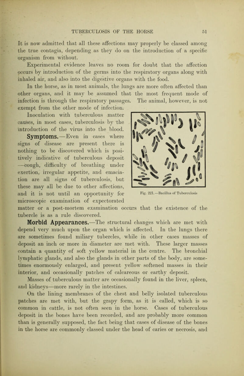 It is now admitted that all these affections may properly be classed among the true contagia, depending as they do on the introduction of a specific organism from without. Experimental evidence leaves no room for doubt that the affection occurs by introduction of the germs into the respiratory organs along with inhaled air, and also into the digestive organs with the food. In the horse, as in most animals, the lungs are more often affected than other organs, and it may be assumed that the most frequent mode of infection is through the respiratory passages. The animal, however, is not exempt from the other mode of infection. Inoculation with tuberculous matter causes, in most cases, tuberculosis by the introduction of the virus into the blood. Symptoms.—Even ill cases where signs of disease are present there is nothing to be discovered which is posi- tively indicative of tuberculous deposit —cough, difficulty of breathing under exertion, irregular appetite, and emacia- tion are all signs of tuberculosis, but these may all be due to other affections, and it is not until an opportunity for microscopic examination of expectorated matter or a post-mortem examination occurs that the existence of the tubercle is as a rule discovered. Morbid Appearances.—The structural changes which are met with depend very much upon the organ which is affected. In the lungs there are sometimes found miliary tubercles, while in other cases masses of deposit an inch or more in diameter are met with. These larger masses contain a quantity of soft yellow material in the centre. The bronchial lymphatic glands, and also the glands in other parts of the body, are some- times enormously enlarged, and present yellow softened masses in their interior, and occasionally patches of calcareous or earthy deposit. Masses of tuberculous matter are occasionally found in the liver, spleen, and kidneys—more rarely in the intestines. On the lining membranes of the chest and belly isolated tuberculous patches are met with, but the grapy form, as it is called, which is so common in cattle, is not often seen in the horse. Cases of tuberculous deposit in the bones have been recorded, and are probably more common than is generally supposed, the fact being that cases of disease of the bones in the horse are commonly classed under the head of caries or necrosis, and Fig-. 221.—Bacillus of Tuberculosis