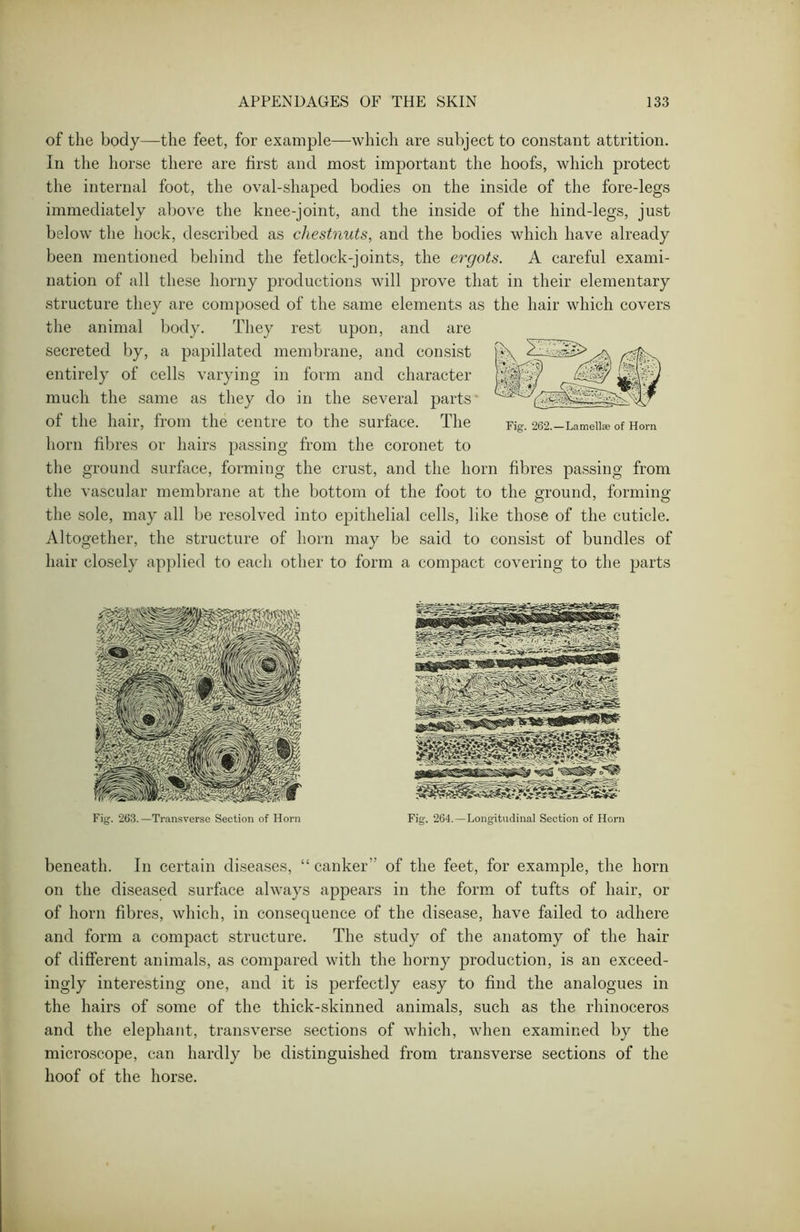 of the body—the feet, for example—which are subject to constant attrition. In the horse there are first and most important the hoofs, which protect the internal foot, the oval-shaped bodies on the inside of the fore-legs immediately above the knee-joint, and the inside of the hind-legs, just below the hock, described as chestnuts, and the bodies which have already been mentioned behind the fetlock-joints, the ergots. A careful exami- nation of all these horny productions will prove that in their elementary structure they are composed of the same elements as the hair which covers the animal body. They rest upon, and are secreted by, a papillated membrane, and consist entirely of cells varying in form and character much the same as they do in the several parts of the hair, from the centre to the surface. The Fig. 262,-Lameiise of Horn horn fibres or hairs passing from the coronet to the ground surface, forming the crust, and the horn fibres passing from the vascular membrane at the bottom of the foot to the ground, forming the sole, may all be resolved into epithelial cells, like those of the cuticle. Altogether, the structure of horn may be said to consist of bundles of hair closely applied to each other to form a compact covering to the parts Fig. 263.—Transverse Section of Horn Fig-. 264.—Longitudinal Section of Horn beneath. In certain diseases, “canker of the feet, for example, the horn on the diseased surface always appears in the form of tufts of hair, or of horn fibres, which, in consequence of the disease, have failed to adhere and form a compact structure. The study of the anatomy of the hair of different animals, as compared with the horny production, is an exceed- ingly interesting one, and it is perfectly easy to find the analogues in the hairs of some of the thick-skinned animals, such as the rhinoceros and the elephant, transverse sections of which, when examined by the microscope, can hardly be distinguished from transverse sections of the hoof of the horse.