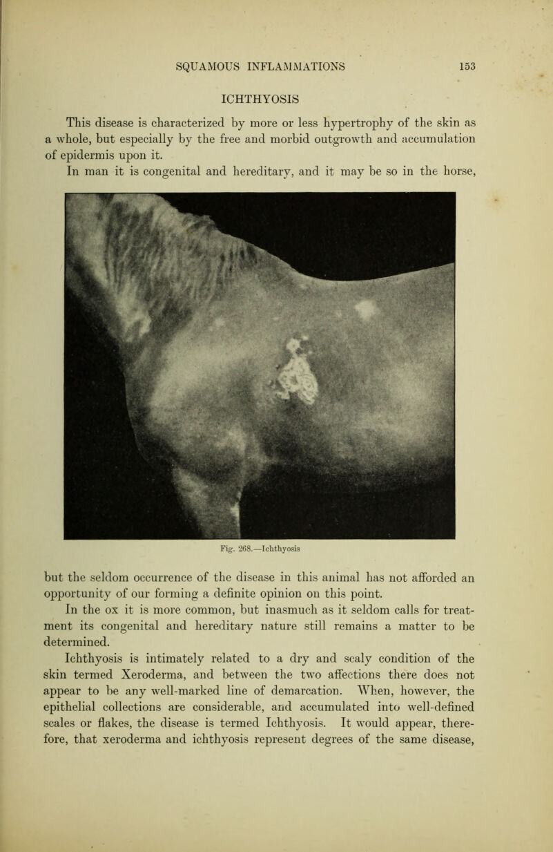 ICHTHYOSIS This disease is characterized by more or less hypertrophy of the skin as a whole, but especially by the free and morbid outgrowth and accumulation of epidermis upon it. In man it is congenital and hereditary, and it may be so in the horse, Fig. 268.—Ichthyosis but the seldom occurrence of the disease in this animal has not afforded an opportunity of our forming a definite opinion on this point. In the ox it is more common, but inasmuch as it seldom calls for treat- ment its congenital and hereditary nature still remains a matter to be determined. Ichthyosis is intimately related to a dry and scaly condition of the skin termed Xeroderma, and between the two affections there does not appear to be any well-marked line of demarcation. When, however, the epithelial collections are considerable, and accumulated into well-defined scales or flakes, the disease is termed Ichthyosis. It would appear, there- fore, that xeroderma and ichthyosis represent degrees of the same disease,