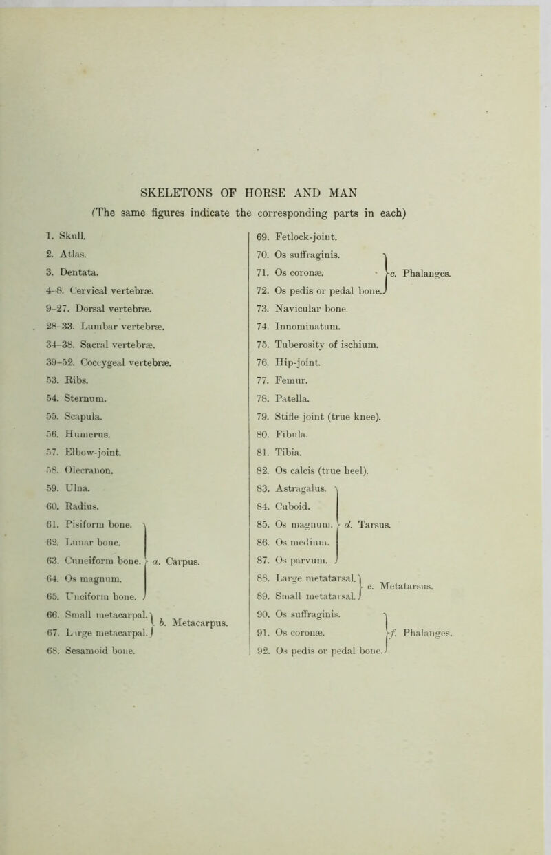 SKELETONS OF HORSE AND MAN (The same figures indicate the corresponding parts in each) 1. Skull. 2. Atlas. 3. Dentata. 4-8. Cervical vertebra. 9-27. Dorsal vertebra. 28-33. Lumbar vertebra. 34-38. Sacral vertebra. 39-52. Coccygeal vertebra. 53. Ribs. 54. Sternum. 55. Scapula. 56. Humerus. 57. Elbow-joint. 58. Olecranon. 59. Ulna. 60. Radius. 61. Pisiform bone. ^ 62. Lunar bone. 63. Cuneiform bone. 64. Os magnum. 65. Unciform bone. . 66. Small metacarpal. 67. L uge metacarpal. 68. Sesamoid bone. a. Carpus. I b. Metacarpus. 69. Fetlock-joint. 70. Os suffraginis. 71. Os corona;. • \c. Phalanges. 72. Os pedis or pedal boue.J 73. Navicular bone. 74. Innomiuatum. 75. Tuberosity of ischium. 76. Hip-joint. 77. Femur. 78. Patella. 79. Stifle-joint (true knee). 80. Fibula. 81. Tibia. 82. Os calcis (true heel). 83. Astragalus. ^ 84. Cuboid. 85. Os magnum. > d. Tarsus. 86. Os medium. 87. Os parvum. . 88. Large metatarsal.) 89. Small metatarsal. J 90. Os suffraginis. 91. Os coronae. \f. Phalanges. ' f 92. Os pedis or pedal bone./ e. Metatarsus.