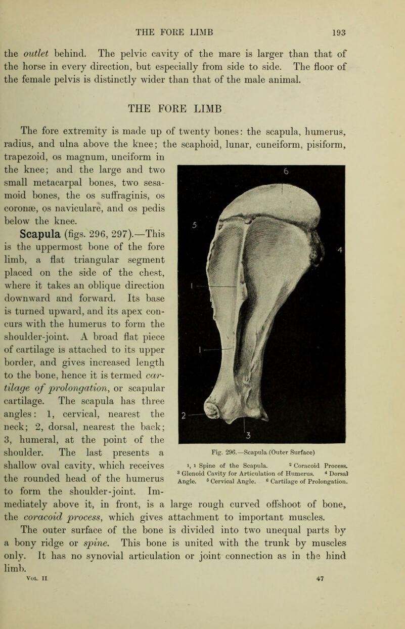 the outlet behind. The pelvic cavity of the mare is larger than that of the horse in every direction, but especially from side to side. The floor of the female pelvis is distinctly wider than that of the male animal. THE FORE LIMB The fore extremity is made up of twenty bones: the scapula, humerus, radius, and ulna above the knee; the scaphoid, lunar, cuneiform, pisiform, trapezoid, os magnum, unciform in the knee; and the large and two small metacarpal bones, two sesa- moid bones, the os suffraginis, os coronse, os naviculare, and os pedis below the knee. Scapula (figs. 296, 297).—This is the uppermost bone of the fore limb, a flat triangular segment placed on the side of the chest, where it takes an oblique direction downward and forward. Its base is turned upward, and its apex con- curs with the humerus to form the shoulder-joint. A broad flat piece of cartilage is attached to its upper border, and gives increased length to the bone, hence it is termed car- tilage of 'prolongation, or scapular cartilage. The scapula has three angles: 1, cervical, nearest the neck; 2, dorsal, nearest the back; 3, humeral, at the point of the shoulder. The last presents a shallow oval cavity, which receives the rounded head of the humerus to form the shoulder- joint. Im- mediately above it, in front, is a large rough curved offshoot of bone, the coracoid process, which gives attachment to important muscles. The outer surface of the bone is divided into two unequal parts by a bony ridge or spine. This bone is united with the trunk by muscles only. It has no synovial articulation or joint connection as in the hind limb. Fig. 296.—Scapula (Outer Surface) i, i Spine of the Scapula. 2 Coracoid Process. 3 Glenoid Cavity for Articulation of Humerus. 4 Dorsal Angle. 5 Cervical Angle. 6 Cartilage of Prolongation. VOL. II 47