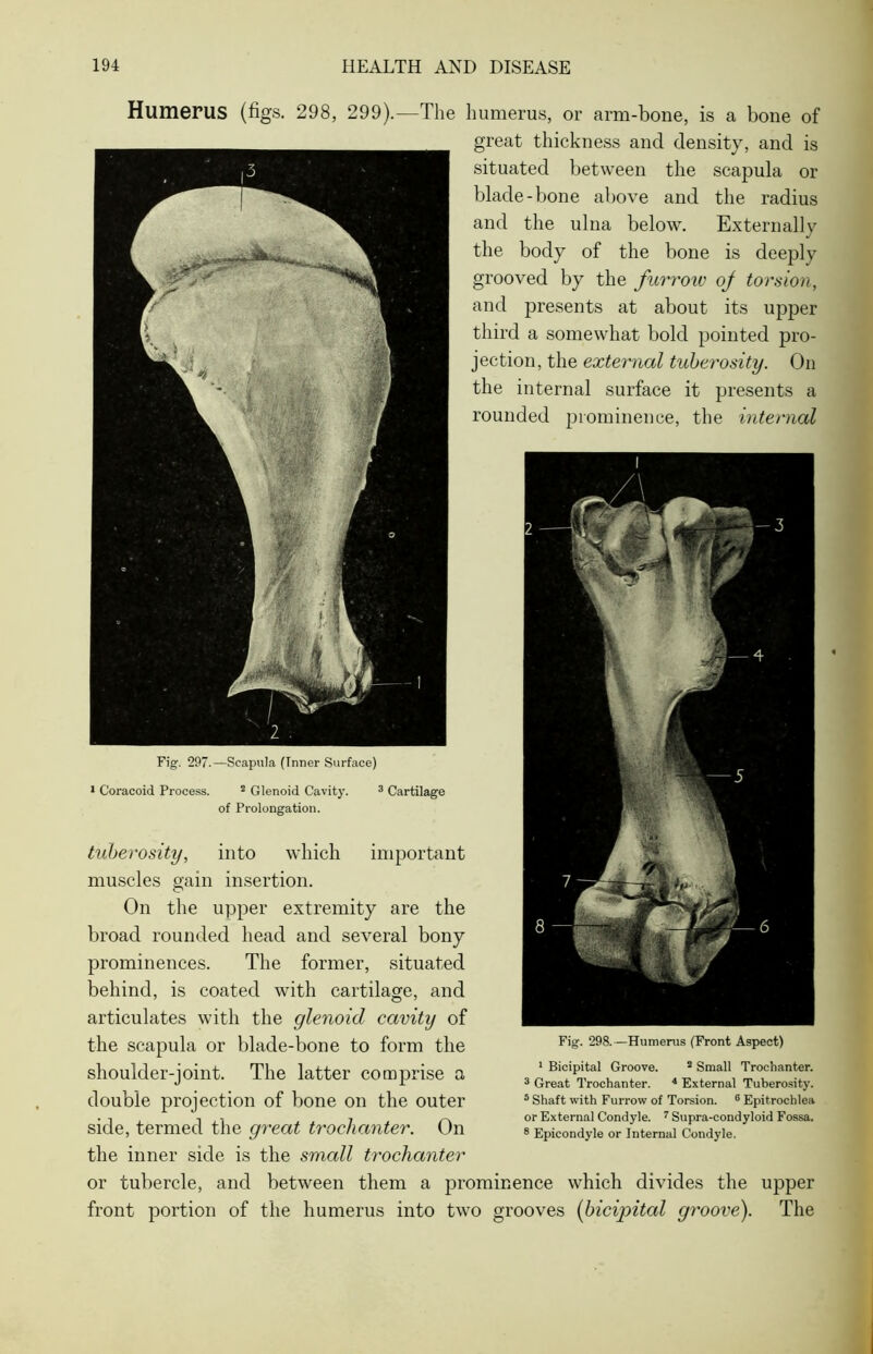 Humerus (figs. 298, 299).—The humerus, or arm-bone, is a bone of great thickness and density, and is situated between the scapula or blade-bone above and the radius and the ulna below. Externally the body of the bone is deeply grooved by the furrow of torsion, and presents at about its upper third a somewhat bold pointed pro- jection, the external tuberosity. On the internal surface it presents a rounded prominence, the internal Fig. 297.—Scapula (Inner Surface) 1 Coracoid Process. 2 Glenoid Cavity. 3 Cartilage of Prolongation. important tuberosity, into which muscles gain insertion. On the upper extremity are the broad rounded head and several bony prominences. The former, situated behind, is coated with cartilage, and articulates with the glenoid cavity of the scapula or blade-bone to form the shoulder-joint. The latter comprise a double projection of bone on the outer side, termed the great trochanter. On the inner side is the small trochanter or tubercle, and between them a prominence which divides the upper front portion of the humerus into two grooves (bicipital groove). The Fig. 298.—Humerus (Front Aspect) 1 Bicipital Groove. 2 Small Trochanter. 3 Great Trochanter. 4 External Tuberosity. 5 Shaft with Furrow of Torsion. 6 Epit.rochlea or External Condyle. 7 Supra-condyloid Fossa. 8 Epicondyle or Internal Condyle.