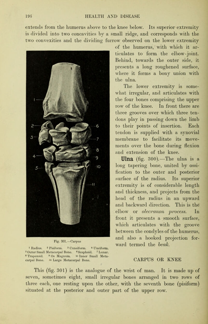 extends from the humerus above to the knee below. Its superior extremity is divided into two concavities by a small ridge, and corresponds with the two convexities and the dividing fur Fig. 301.—Carpus ow observed on the lower extremity of the humerus, with which it ar- ticulates to form the elbow-joint. Behind, towards the outer side, it presents a long roughened surface, where it forms a bony union with the ulna. The lower extremity is some- what irregular, and articulates with the four bones comprising the upper row of the knee. In front there are three grooves over which three ten- dons play in passing down the limb to their points of insertion. Each tendon is supplied with a synovial membrane to facilitate its move- ments over the bone during flexion and extension of the knee. Ulna (fig. 300).—The ulna is a long tapering bone, united by ossi- fication to the outer and posterior surface of the radius. Its superior extremity is of considerable length and thickness, and projects from the head of the radius in an upward and backward direction. This is the elbow or olecranon proem. In front it presents a smooth surface, which articulates with the groove between the condyles of the humerus, and also a hooked projection for- ward termed the beak. CARPUS OR KNEE 1 Radius. 2 Pisiform. 3 Cuneiform. 4 Unciform. 5 Outer Small Metacarpal Bone. 6 Scaphoid. 7 Lunar. 8 Trapezoid. 9 Os Magnum. io Inner Small Meta- carpal Bone. ii Large Metacarpal Bone. This (fig. 301) is the analogue of the wrist of man. It is made up of seven, sometimes eight, small irregular bones arranged in two rows of three each, one resting upon the other, with the seventh bone (pisiform) situated at the posterior and outer part of the upper row.