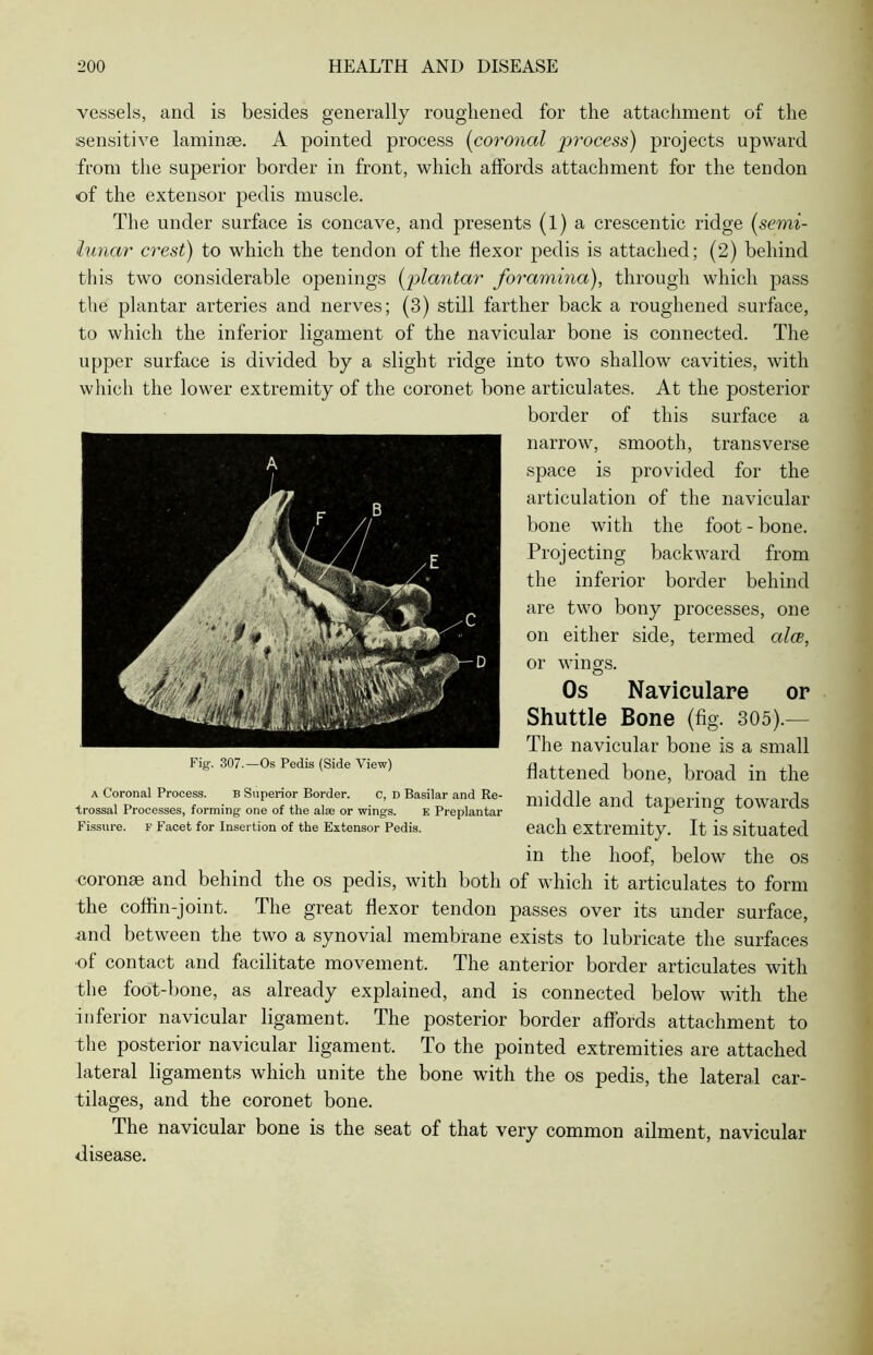 vessels, and is besides generally roughened for the attachment of the sensitive laminae. A pointed process (coronal process) projects upward from the superior border in front, which affords attachment for the tendon <of the extensor pedis muscle. The under surface is concave, and presents (l) a crescentic ridge (semi- lunar crest) to which the tendon of the flexor pedis is attached; (2) behind this two considerable openings (plantar foramina), through which pass the plantar arteries and nerves; (3) still farther back a roughened surface, to which the inferior ligament of the navicular bone is connected. The upper surface is divided by a slight ridge into two shallow cavities, with which the lower extremity of the coronet bone articulates. At the posterior border of this surface a narrow, smooth, transverse space is provided for the articulation of the navicular bone with the foot - bone. Projecting backward from the inferior border behind are two bony processes, one on either side, termed alee, or wings. Os Naviculare or Shuttle Bone (fig. 305).— The navicular bone is a small flattened bone, broad in the middle and tapering towards each extremity. It is situated in the hoof, below the os •coronas and behind the os pedis, with both of which it articulates to form the coffin-joint. The great flexor tendon passes over its under surface, ■and between the two a synovial membrane exists to lubricate the surfaces ■of contact and facilitate movement. The anterior border articulates with the foot-bone, as already explained, and is connected below with the inferior navicular ligament. The posterior border affords attachment to the posterior navicular ligament. To the pointed extremities are attached lateral ligaments which unite the bone with the os pedis, the lateral car- tilages, and the coronet bone. The navicular bone is the seat of that very common ailment, navicular disease. Fig. 307.—Os Pedis (Side View) a Coronal Process. b Superior Border. c, D Basilar and Re- trossal Processes, forming one of the alse or wings. e Preplantar Fissure. F Facet for Insertion of the Extensor Pedis.