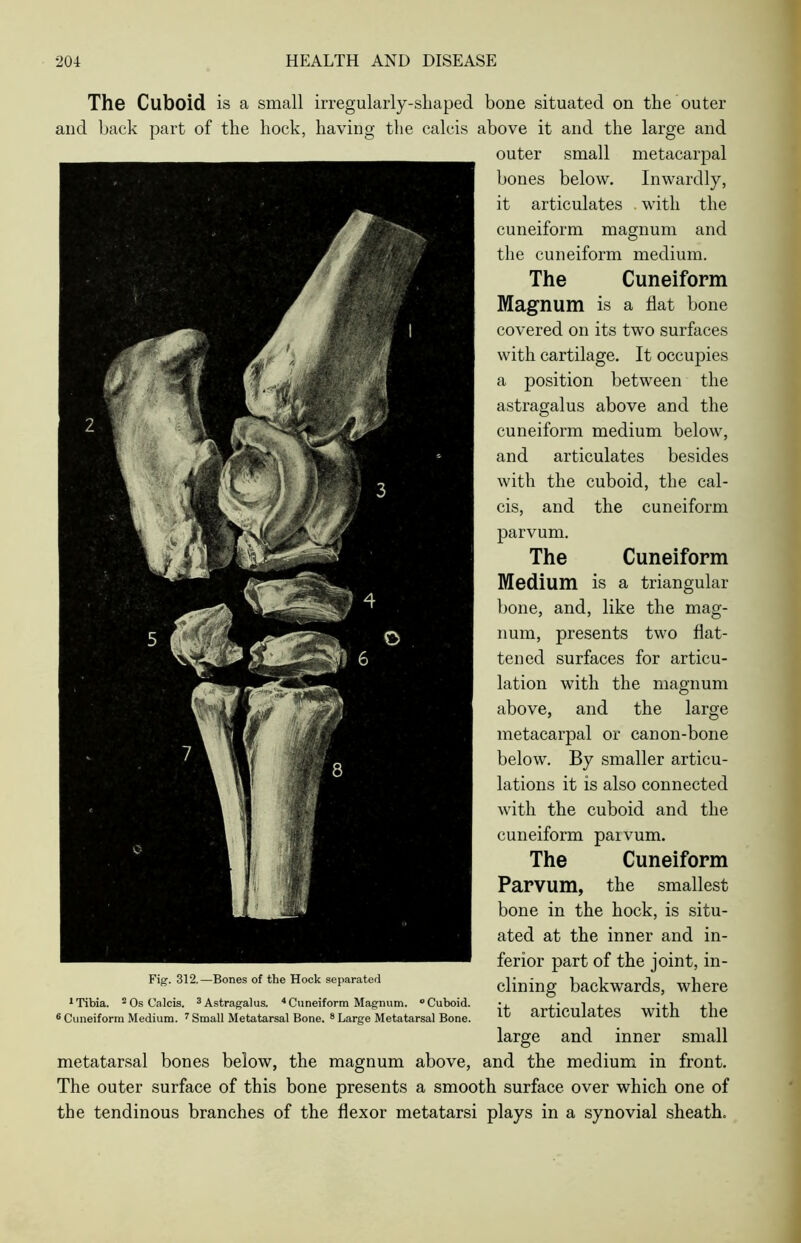 The Cuboid is a small irregularly-shaped bone situated on the outer and back part of the hock, having the calcis above it and the large and outer small metacarpal bones below. Inwardly, it articulates . with the cuneiform magnum and the cuneiform medium. The Cuneiform Magnum is a flat bone covered on its two surfaces with cartilage. It occupies a position between the astragalus above and the cuneiform medium below, and articulates besides with the cuboid, the cal- cis, and the cuneiform parvurn. The Cuneiform Medium is a triangular bone, and, like the mag- num, presents two flat- tened surfaces for articu- lation with the magnum above, and the large metacarpal or canon-bone below. By smaller articu- lations it is also connected with the cuboid and the cuneiform parvurn. The Cuneiform Parvum, the smallest bone in the hock, is situ- ated at the inner and in- ferior part of the joint, in- clining backwards, where it articulates with the large and inner small metatarsal bones below, the magnum above, and the medium in front. The outer surface of this bone presents a smooth surface over which one of the tendinous branches of the flexor metatarsi plays in a synovial sheath. Fig. 312.—Bones of the Hock separated 1 Tibia. 2 Os Calcis. 3 Astragalus. 4 Cuneiform Magnum. ° Cuboid. 6 Cuneiform Medium. 7 Small Metatarsal Bone. 8 Large Metatarsal Bone.