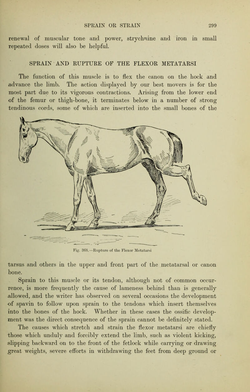 renewal of muscular tone and power, strychnine and iron in small repeated doses will also be helpful. SPRAIN AND RUPTURE OF THE FLEXOR METATARSI The function of this muscle is to flex the canon on the hock and advance the limb. The action displayed by our best movers is for the most part due to its vigorous contractions. Arising from the lower end of the femur or thigh-bone, it terminates below in a number of strong tendinous cords, some of which are inserted into the small bones of the tarsus and others in the upper and front part of the metatarsal or canon bone. Sprain to this muscle or its tendon, although not of common occur- rence, is more frequently the cause of lameness behind than is generally allowed, and the writer has observed on several occasions the development ■of spavin to follow upon sprain to the tendons which insert themselves into the bones of the hock. Whether in these cases the ossiflc develop- ment was the direct consequence of the sprain cannot be definitely stated. The causes which stretch and strain the flexor metatarsi are chiefly those which unduly and forcibly extend the limb, such as violent kicking, slipping backward on to the front of the fetlock while carrying or drawing great weights, severe efforts in withdrawing the feet from deep ground or