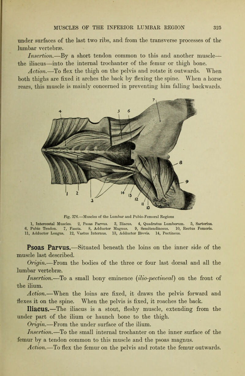 under surfaces of the last two ribs, and from the transverse processes of the lumbar vertebrae. Insertion.—By a short tendon common to this and another muscle— the iliacus—into the internal trochanter of the femur or thigh bone. Action.—To flex the thigh on the pelvis and rotate it outwards. When both thighs are fixed it arches the back by flexing the spine. When a horse rears, this muscle is mainly concerned in preventing him falling backwards. Fig. 376.—Muscles of the Lumbar and Pubio-Femoral Regions 1, Intercostal Muscles. 2, Psoas Parvus. 3, Iliacus. 4, Quadratus Lumborum. 5, Sartorius. 6, Pubic Tendon. 7, Fascia. 8, Adductor Magnus. 9, Semitendinosus. 10, Rectus Femoris. 11, Adductor Longus. 12, Vastus Intemus. 13, Adductor Brevis. 14, Pectineus. Psoas Parvus.—Situated beneath the loins on the inner side of the muscle last described. Origin.—From the bodies of the three or four last dorsal and all the lumbar vertebrae. Insertion.—To a small bony eminence {ilio-pectineal) on the front of the ilium. Action.—When the loins are fixed, it draws the pelvis forward and flexes it on the spine. When the pelvis is fixed, it roaches the back. Iliacus.—The iliacus is a stout, fleshy muscle, extending from the under part of the ilium or haunch bone to the thigh. Origin.—From the under surface of the ilium. Insertion.—To the small internal trochanter on the inner surface of the femur by a tendon common to this muscle and the psoas magnus. Action.—To flex the femur on the pelvis and rotate the femur outwards.