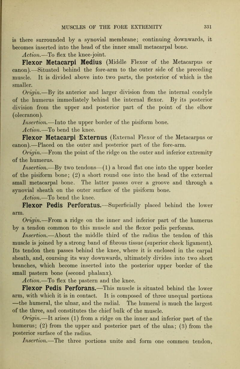 is there surrounded by a synovial membrane; continuing downwards, it becomes inserted into the head of the inner small metacarpal bone. Action.—To flex the knee-joint. Flexor Metacarpi Medius (Middle Flexor of the Metacarpus or canon).—Situated behind the fore-arm to the outer side of the preceding muscle. It is divided above into two parts, the posterior of which is the smaller. Origin.—By its anterior and larger division from the internal condyle of the humerus immediately behind the internal flexor. By its posterior division from the upper and posterior part of the point of the elbow (olecranon). Insertion.—Into the upper border of the pisiform bone. Action.—To bend the knee. Flexor Metacarpi 'Externus (External Flexor of the Metacarpus or canon).—Placed on the outer and posterior part of the fore-arm. Origin.—From the point of the ridge on the outer and inferior extremity of the humerus. Insertion.—By two tendons—(l) a broad flat one into the upper border of the pisiform bone; (2) a short round one into the head of the external small metacarpal bone. The latter passes over a groove and through a synovial sheath on the outer surface of the pisiform bone. Action.—To bend the knee. Flexor Pedis Perforatus.—Superficially placed behind the lower arm. Origin.—From a ridge on the inner and inferior part of the humerus by a tendon common to this muscle and the flexor pedis perforans. Insertion.—About the middle third of the radius the tendon of this muscle is joined by a strong band of fibrous tissue (superior check ligament). Its tendon then passes behind the knee, where it is enclosed in the carpal sheath, and, coursing its way downwards, ultimately divides into two short branches, which become inserted into the posterior upper border of the small pastern bone (second phalanx). Action.—To flex the pastern and the knee. Flexor Pedis Perforans.—This muscle is situated behind the lower arm, with which it is in contact. It is composed of three unequal portions —the humeral, the ulnar, and the radial. The humeral is much the largest of the three, and constitutes the chief bulk of the muscle. Origin.—It arises (l) from a ridge on the inner and inferior part of the humerus; (2) from the upper and posterior part of the ulna; (3) from the posterior surface of the radius. Insertion.—The three portions unite and form one common tendon.