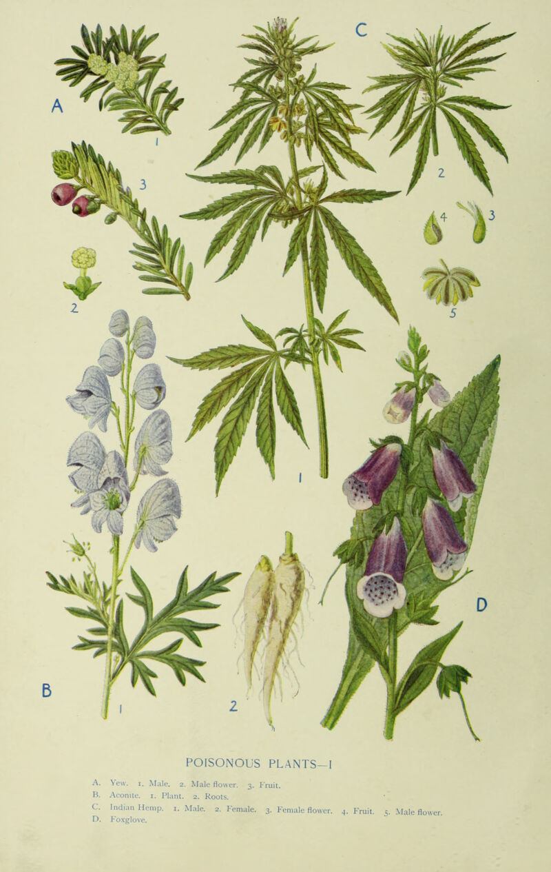 c POISONOUS PLANTS—I A. Yew. i. Male. 2. Male flower. 3. Fruit. B. Aconite. 1. Plant. 2. Roots. C. Indian Hemp. 1. Male. 2. Female. 3. Female flower. 4. Fruit. 5. Male flower. D. Foxglove.