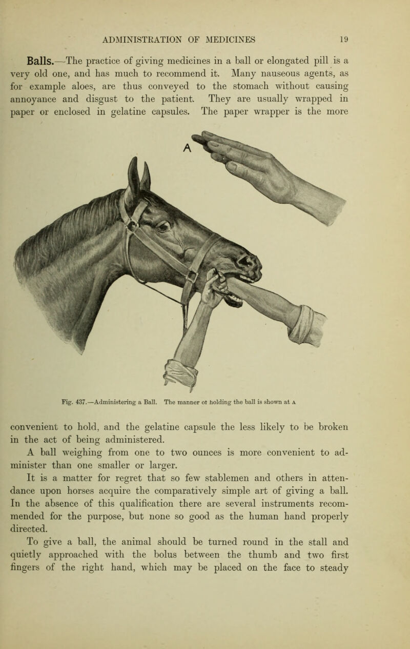 Balls.—The practice of giving medicines in a ball or elongated pill is a very old one, and has much to recommend it. Many nauseous agents, as for example aloes, are thus conveyed to the stomach without causing annoyance and disgust to the patient. They are usually wrapped in paper or enclosed in gelatine capsules. The paper wrapper is the more Fig. 437.—Administering a Ball. The manner ot holding the ball is shown at a convenient to hold, and the gelatine capsule the less likely to be broken in the act of being administered. A ball weighing from one to two ounces is more convenient to ad- minister than one smaller or larger. It is a matter for regret that so few stablemen and others in atten- dance upon horses acquire the comparatively simple art of giving a ball. In the absence of this qualification there are several instruments recom- mended for the purpose, but none so good as the human hand properly directed. To give a ball, the animal should be turned round in the stall and quietly approached with the bolus between the thumb and two first fingers of the right hand, which may be placed on the face to steady