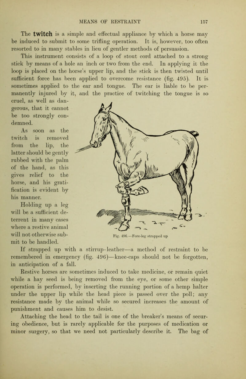 The twitch is a simple and effectual appliance by which a horse may be induced to submit to some trifling operation. It is, however, too often resorted to in many stables in lieu of gentler methods of persuasion. This instrument consists of a loop of stout cord attached to a strong stick by means of a hole an inch or two from the end. In applying ir the loop is placed on the horse’s upper lip, and the stick is then twisted until sufficient force has been applied to overcome resistance (fig. 495). It is sometimes applied to the ear and tongue. The ear is liable to be per- manently injured by it, and the practice of twitching the tongue is so cruel, as well as dan- gerous, that it cannot be too strongly con- demned. As soon as the twitch is removed from the lip, the latter should be gently rubbed with the palm of the hand, as this gives relief to the horse, and his grati- fication is evident by his manner. Holding up a leg will be a sufficient de- terrent in many cases where a restive animal will not otherwise sub- mit to be handled. If strapped up with a stirrup-leather—a method of restraint to be remembered in emergency (fig. 496)—knee-caps should not be forgotten, in anticipation of a fall. Restive horses are sometimes induced to take medicine, or remain quiet while a hay seed is being removed from the eye, or some other simple operation is performed, by inserting the running portion of a hemp halter under the upper lip while the head piece is passed over the poll; any resistance made by the animal while so secured increases the amount of punishment and causes him to desist. Attaching the head to the tail is one of the breaker’s means of secur- ing obedience, but is rarely applicable for the purposes of medication or minor surgery, so that we need not particularly describe it. The bag of