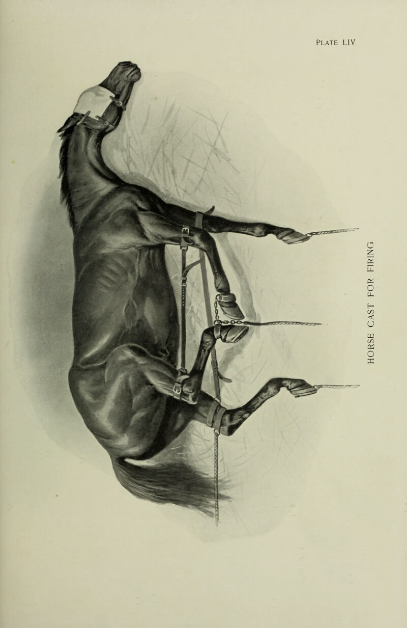 5 i A HORSE CAST FOR FIRING