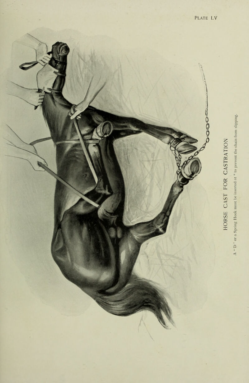 bi) a a- C/2 cS s-. O b < HORSE CAST FOR CASTRATION