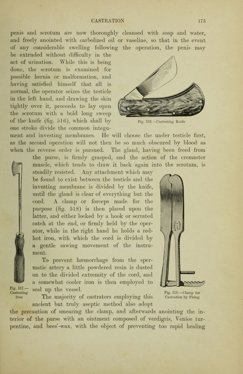 penis and scrotum are now thoroughly cleansed with soap and water, and freely anointed with carbolized oil of any considerable swelling followin be extruded without difficulty in the act of urination. While this is being done, the scrotum is examined for possible hernia or malformation, and having satisfied himself that all is normal, the operator seizes the testicle in the left hand, and drawing the skin tightly over it, proceeds to lay open the scrotum with a bold long sweep of the knife (fig. 516), which shall by one stroke divide the common integu- or vaseline, so that in the event g the operation, the penis may Fig. 516. —Castrating Knife merit and investing membranes. He will choose the under testicle first, as the second operation will not then be so much obscured by blood as when the reverse order is pursued. The gland, having been freed from the purse, is firmly grasped, and the action of the cremaster muscle, which tends to draw it back again into the scrotum, is steadily resisted. Any attachment which may be found to exist between the testicle and the investing membrane is divided by the knife, until the gland is clear of everything but the cord. A clamp or forceps made for the purpose (fig. 518) is then placed upon the latter, and either locked by a hook or serrated catch at the end, or firmly held by the oper- ator, while in the right hand he holds a red- hot iron, with which the cord is divided by a gentle sawing movement of the instru- ment. To prevent haemorrhage from the sper- matic artery a little powdered resin is dusted on to the divided extremity of the cord, and a somewhat cooler iron is then employed to seal up the vessel. The majority of castrators employing this ancient but truly aseptic method also adopt the precaution of smearing the clamp, and afterwards anointing the in- terior of the purse with an ointment composed of verdigris, Venice tur- pentine, and bees’-wax, with the object of preventing too rapid healing Fig. 517.— Castrating- Iron Fig. 518.—Clamp for Castration by Firing