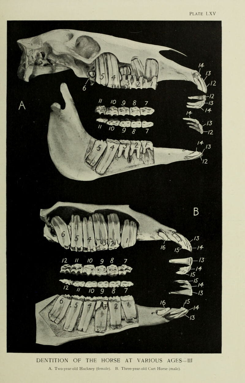 DENTITION OF THE HORSE AT VARIOUS AGES—III A. Two-year-old Hackney (female). B. Three-year-old Cart Horse (male).