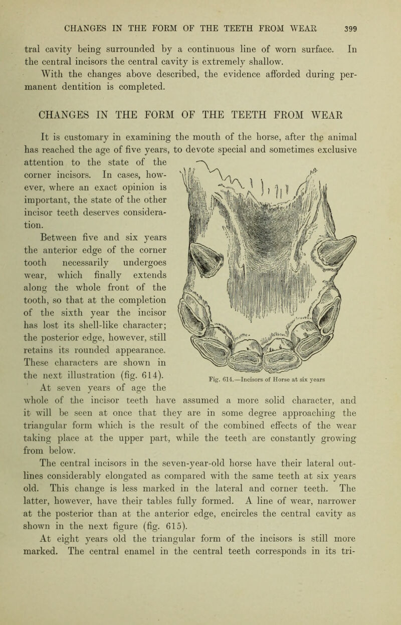 tral cavity being surrounded by a continuous line of worn surface. In the central incisors the central cavity is extremely shallow. With the changes above described, the evidence afforded during per- manent dentition is completed. CHANGES IN THE FORM OF THE TEETH FROM WEAR It is customary in examining the mouth of the horse, after the animal has reached the age of five years, to devote special and sometimes exclusive attention to the state of the corner incisors. In cases, how- ever, where an exact opinion is important, the state of the other incisor teeth deserves considera- tion. Between five and six years the anterior edge of the corner tooth necessarily undergoes wear, which finally extends along the whole front of the tooth, so that at the completion of the sixth year the incisor has lost its shell-like character; the posterior edge, however, still retains its rounded appearance. These characters are shown in the next illustration (fig. 614). At seven years of age the whole of the incisor teeth have assumed a more solid character, and it will be seen at once that they are in some degree approaching the triangular form which is the result of the combined effects of the wear Fig. 614.—Incisors of Horse at six years taking place at the upper part, while the teeth are constantly growing from below. The central incisors in the seven-year-old horse have their lateral out- lines considerably elongated as compared with the same teeth at six years old. This change is less marked in the lateral and corner teeth. The latter, however, have their tables fully formed. A line of wear, narrower at the posterior than at the anterior edge, encircles the central cavity as shown in the next figure (fig. 615). At eight years old the triangular form of the incisors is still more marked. The central enamel in the central teeth corresponds in its tri-