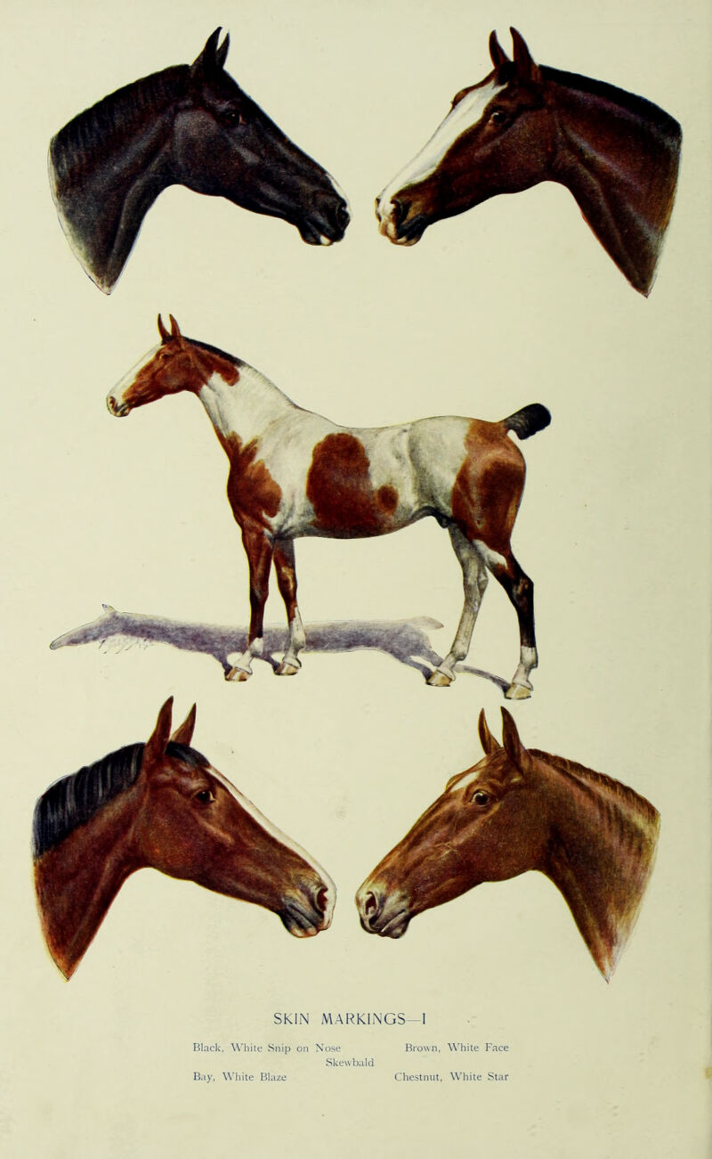 SKIN MARKINGS- 1 Black, White Snip on Xose Skewbald Bay, White Blaze Brown, White Face Chestnut, White Star